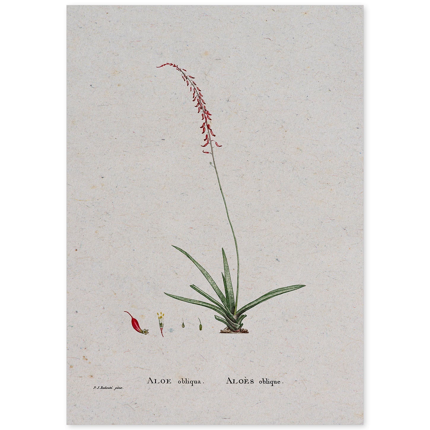 Lámina Naturaleza - 115. Pósters con ilustraciones en acuarela de Pierre-Joseph Redouté.-Artwork-Nacnic-A4-Sin marco-Nacnic Estudio SL