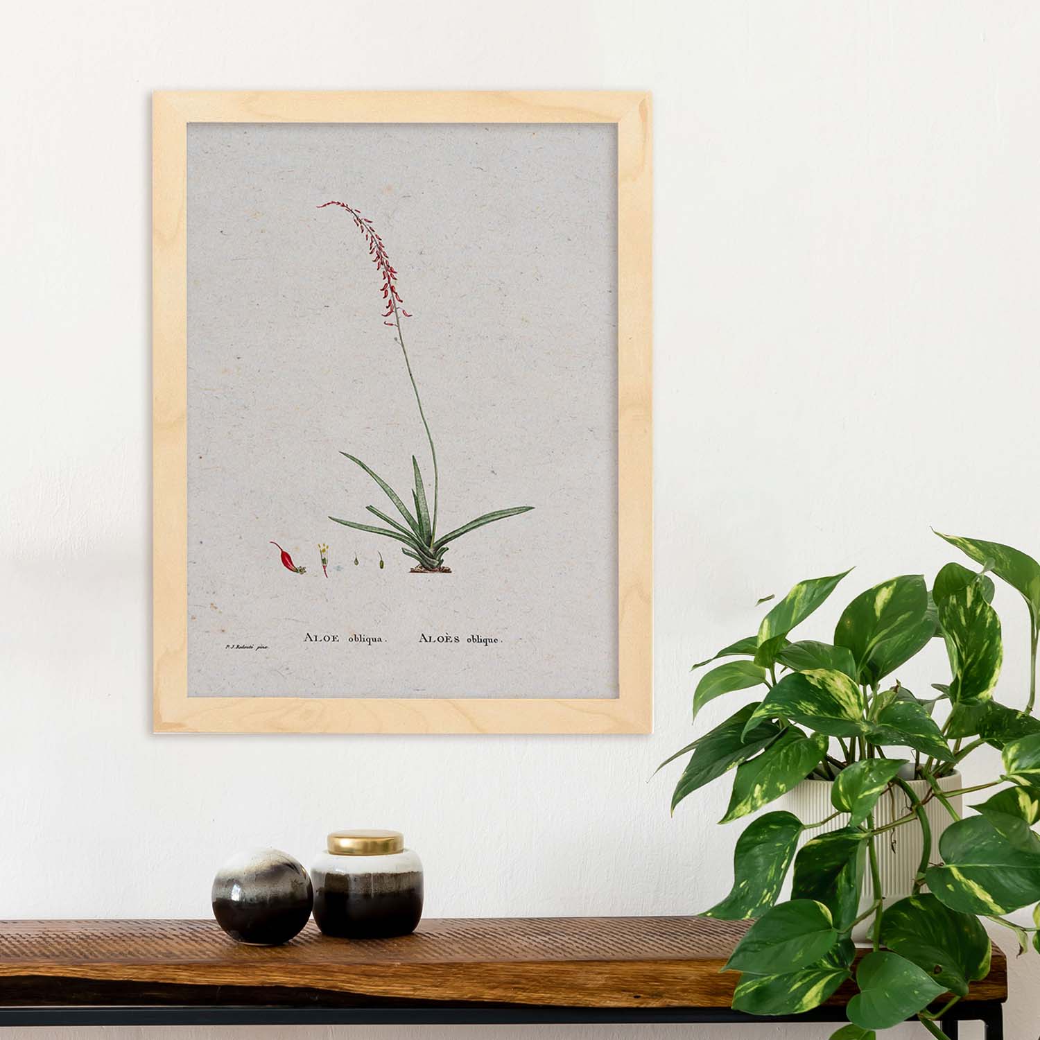 Lámina Naturaleza - 115. Pósters con ilustraciones en acuarela de Pierre-Joseph Redouté.-Artwork-Nacnic-Nacnic Estudio SL