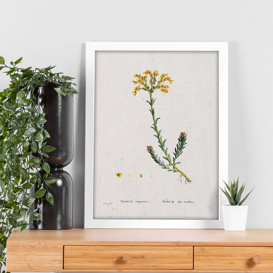 Lámina Naturaleza - 116. Pósters con ilustraciones en acuarela de Pierre-Joseph Redouté.-Artwork-Nacnic-Nacnic Estudio SL