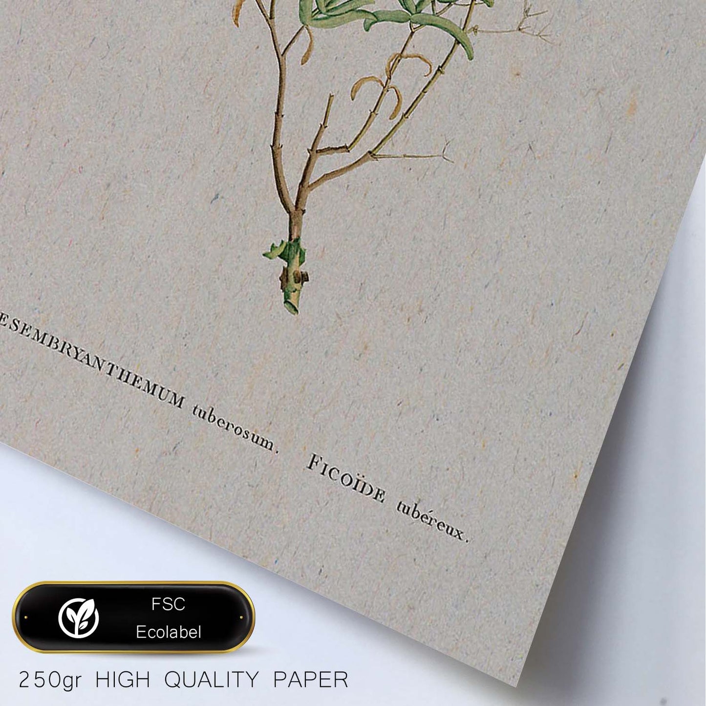 Lámina Naturaleza - 117. Pósters con ilustraciones en acuarela de Pierre-Joseph Redouté.-Artwork-Nacnic-Nacnic Estudio SL