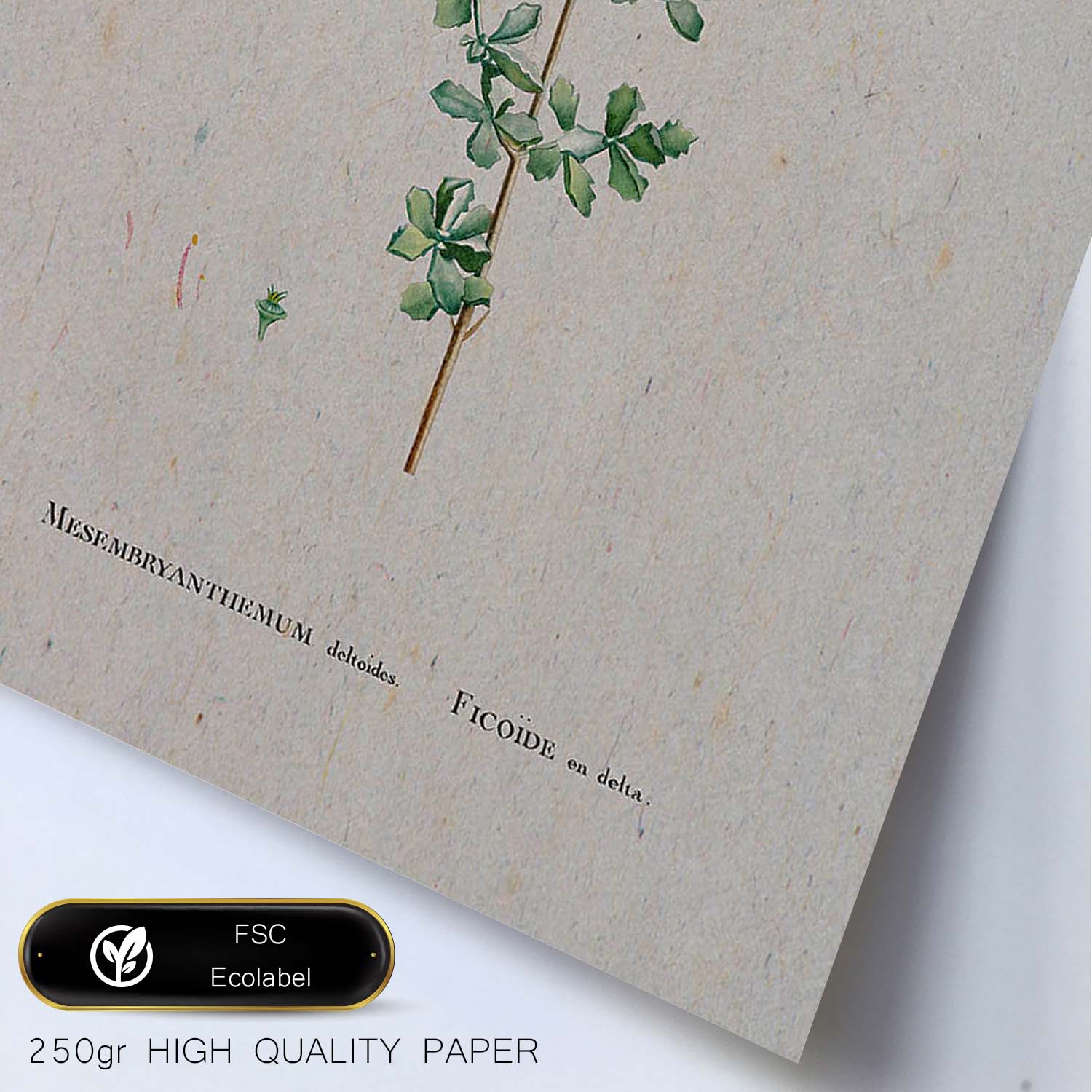 Lámina Naturaleza - 120. Pósters con ilustraciones en acuarela de Pierre-Joseph Redouté.-Artwork-Nacnic-Nacnic Estudio SL