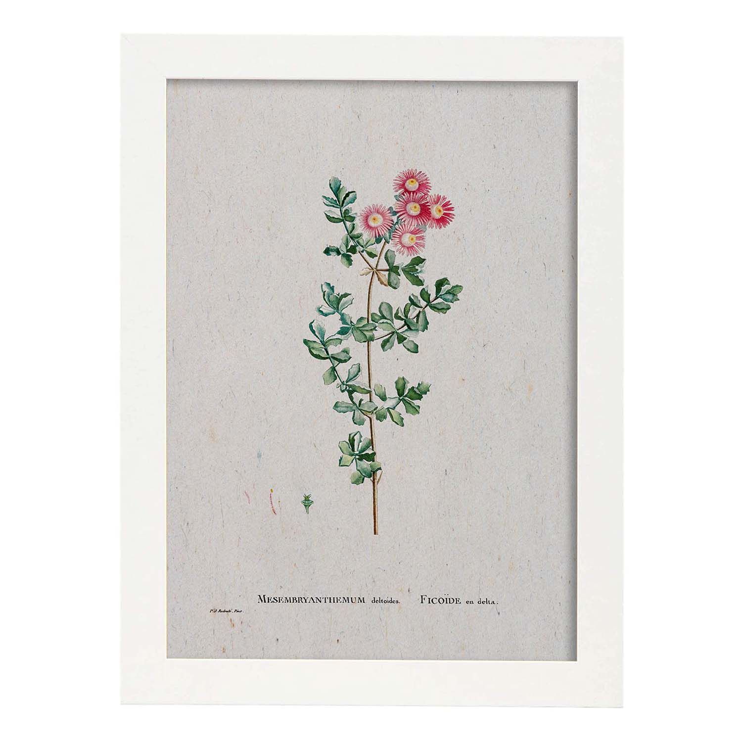 Lámina Naturaleza - 120. Pósters con ilustraciones en acuarela de Pierre-Joseph Redouté.-Artwork-Nacnic-A3-Marco Blanco-Nacnic Estudio SL