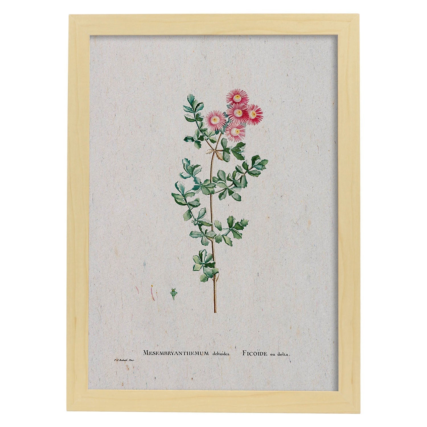 Lámina Naturaleza - 120. Pósters con ilustraciones en acuarela de Pierre-Joseph Redouté.-Artwork-Nacnic-A4-Marco Madera clara-Nacnic Estudio SL