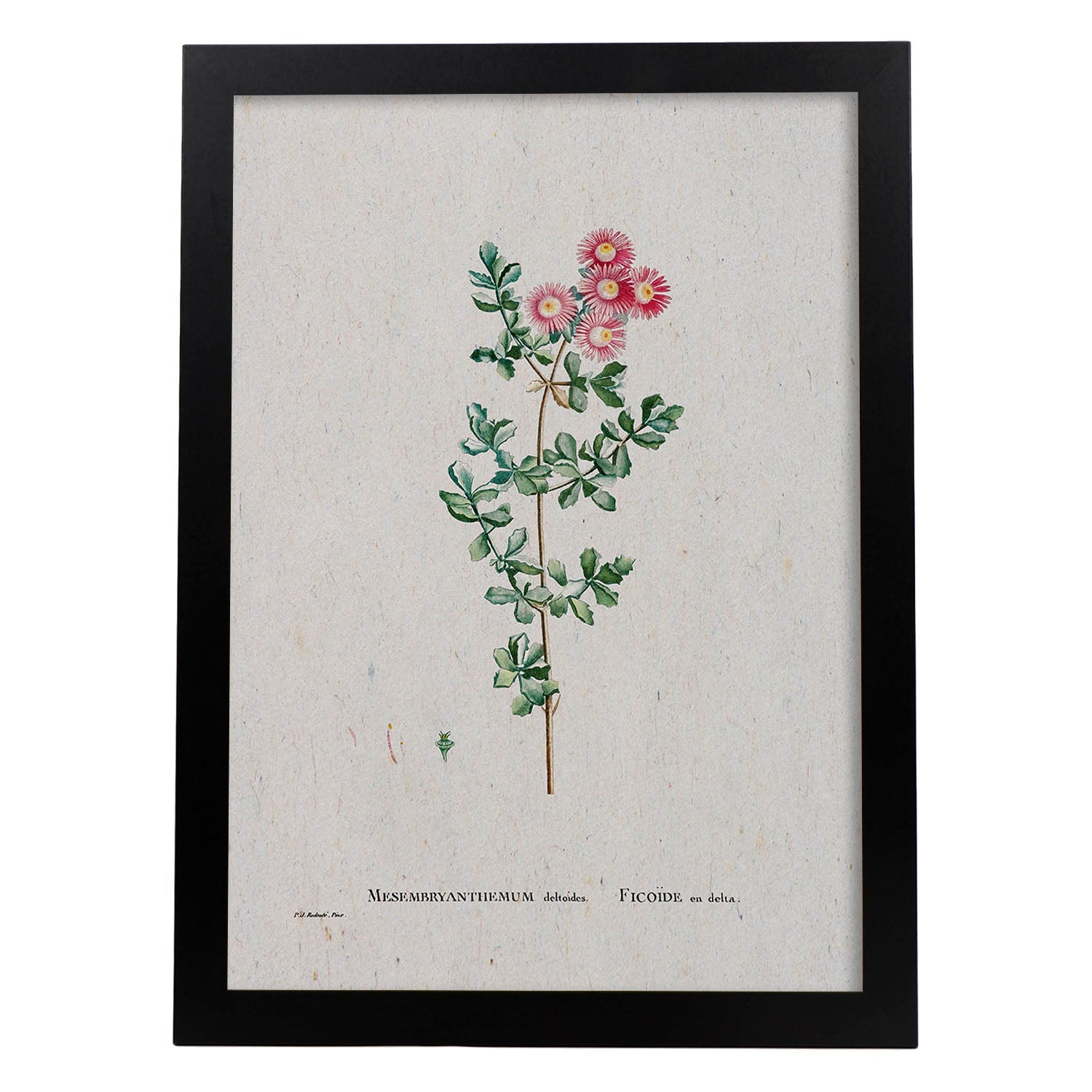 Lámina Naturaleza - 120. Pósters con ilustraciones en acuarela de Pierre-Joseph Redouté.-Artwork-Nacnic-A4-Marco Negro-Nacnic Estudio SL