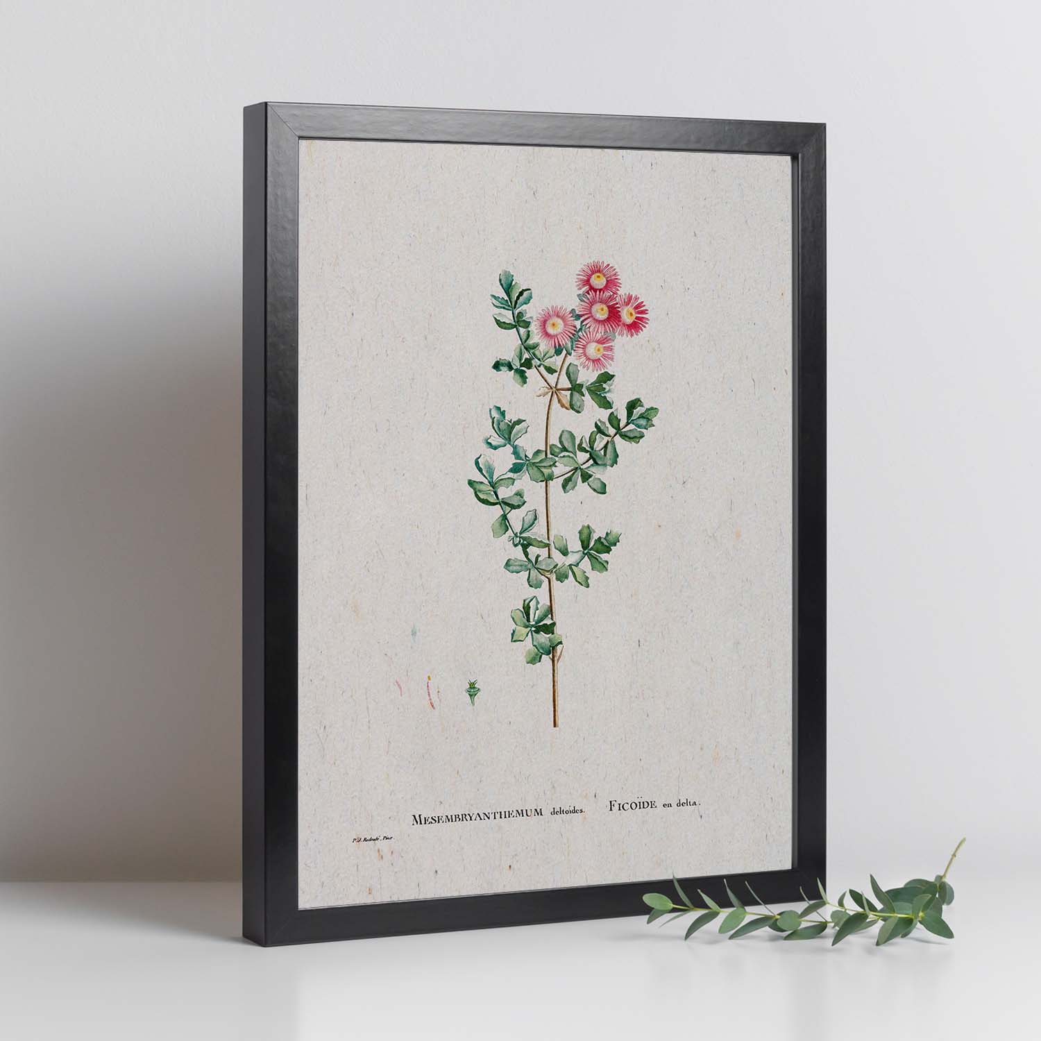 Lámina Naturaleza - 120. Pósters con ilustraciones en acuarela de Pierre-Joseph Redouté.-Artwork-Nacnic-Nacnic Estudio SL