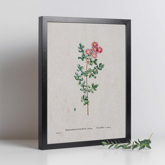 Lámina Naturaleza - 120. Pósters con ilustraciones en acuarela de Pierre-Joseph Redouté.-Artwork-Nacnic-Nacnic Estudio SL