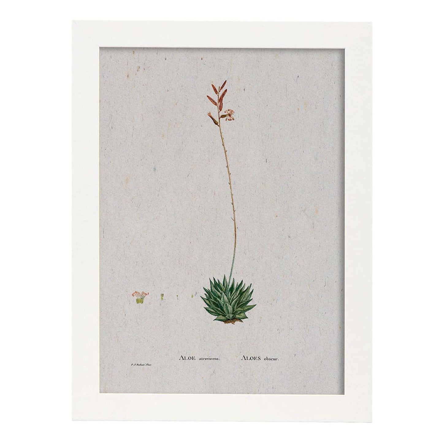 Lámina Naturaleza - 121. Pósters con ilustraciones en acuarela de Pierre-Joseph Redouté.-Artwork-Nacnic-A3-Marco Blanco-Nacnic Estudio SL