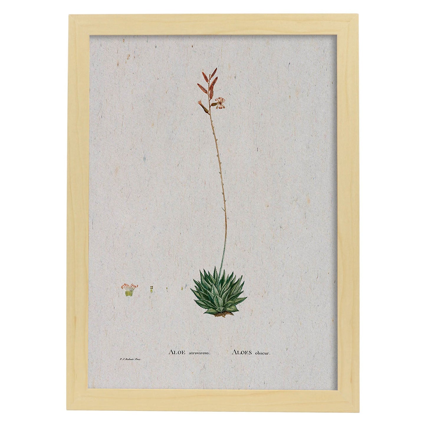 Lámina Naturaleza - 121. Pósters con ilustraciones en acuarela de Pierre-Joseph Redouté.-Artwork-Nacnic-A3-Marco Madera clara-Nacnic Estudio SL