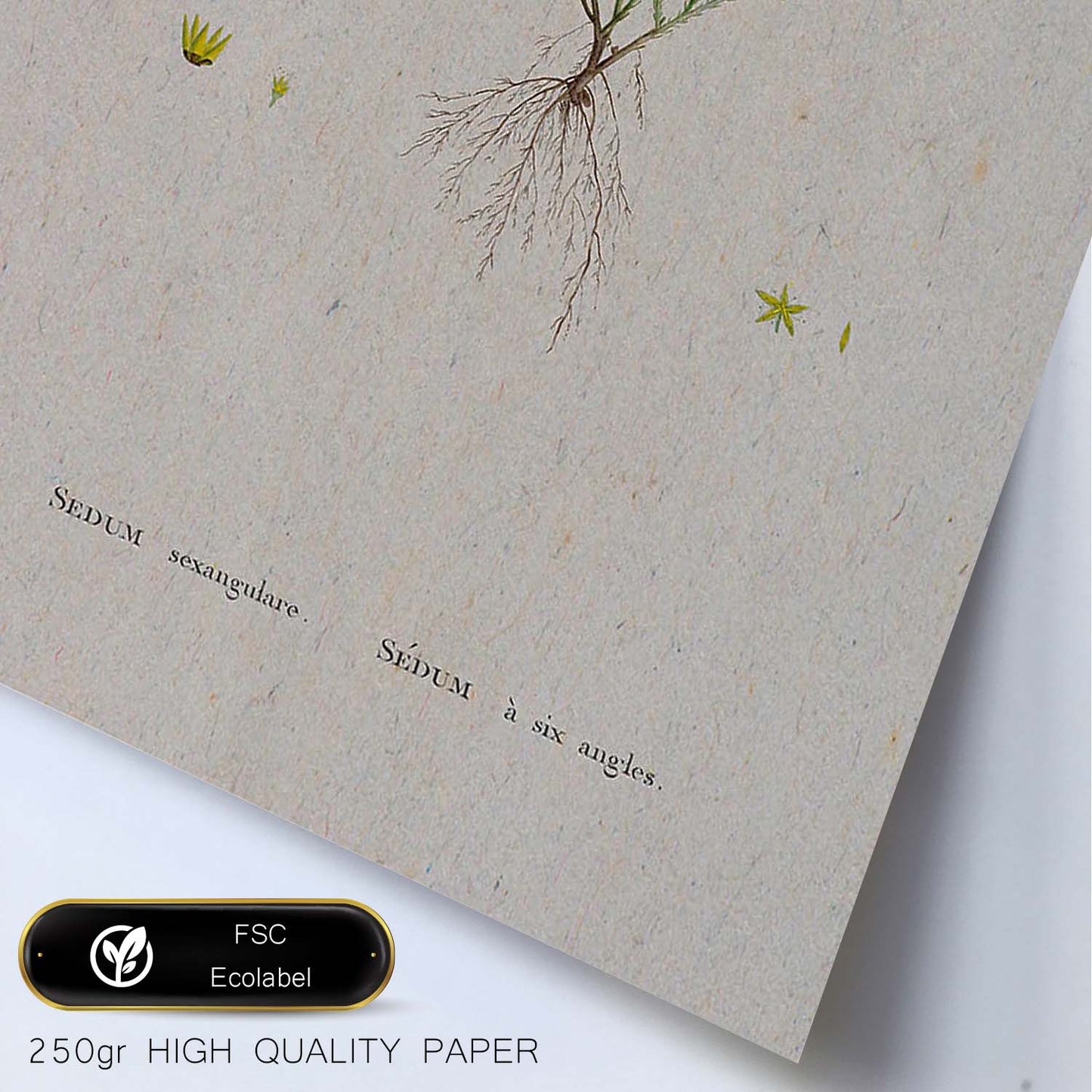 Lámina Naturaleza - 122. Pósters con ilustraciones en acuarela de Pierre-Joseph Redouté.-Artwork-Nacnic-Nacnic Estudio SL