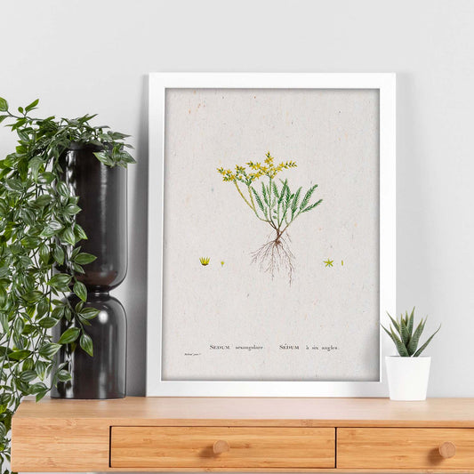 Lámina Naturaleza - 122. Pósters con ilustraciones en acuarela de Pierre-Joseph Redouté.-Artwork-Nacnic-Nacnic Estudio SL