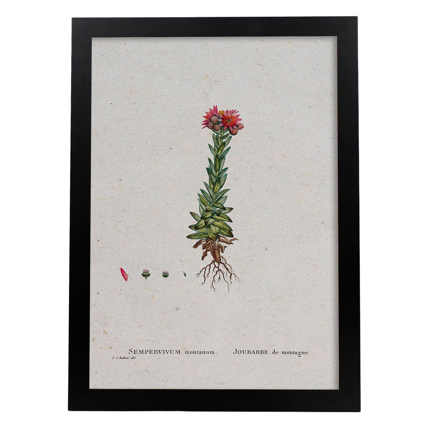 Lámina Naturaleza - 123. Pósters con ilustraciones en acuarela de Pierre-Joseph Redouté.-Artwork-Nacnic-A4-Marco Negro-Nacnic Estudio SL