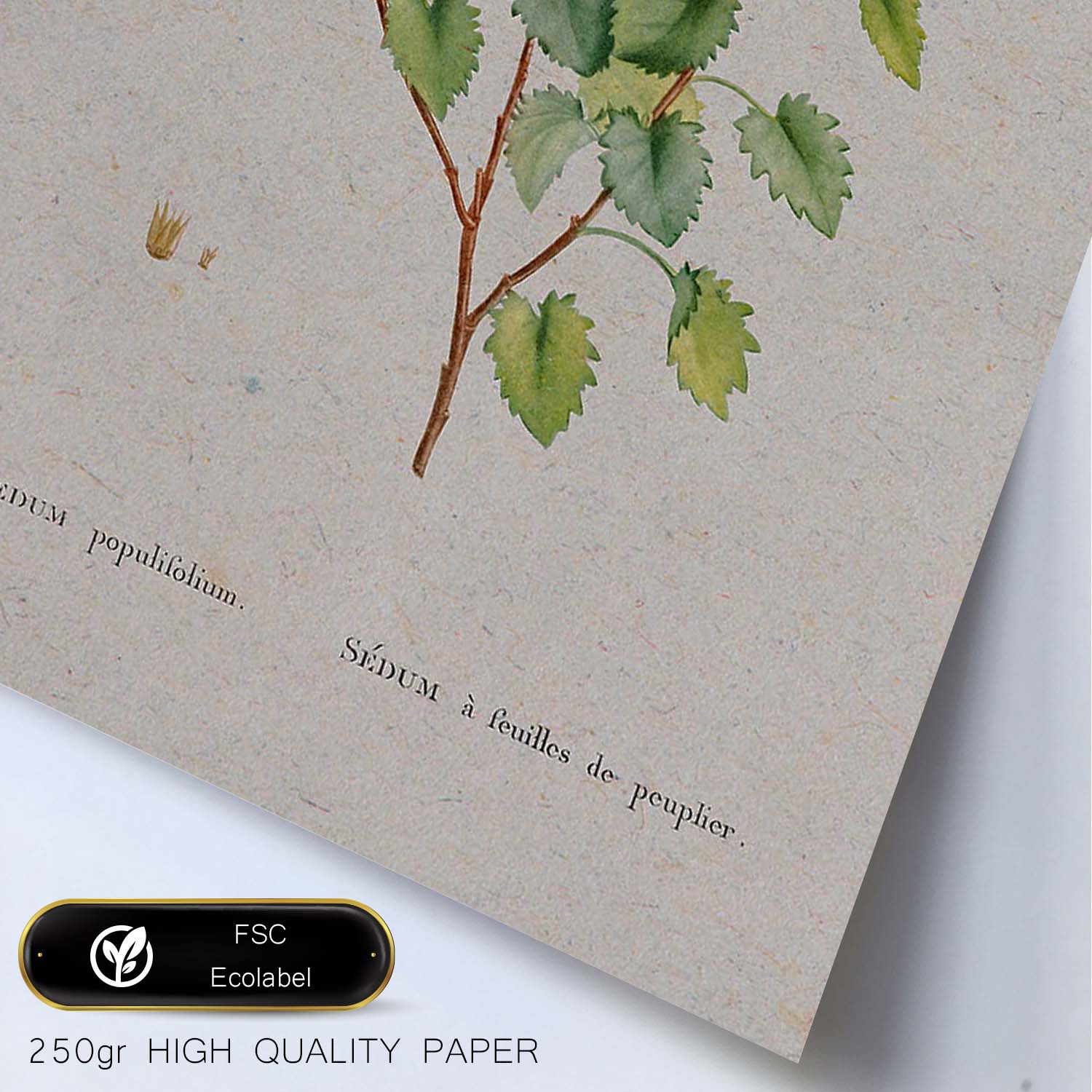 Lámina Naturaleza - 127. Pósters con ilustraciones en acuarela de Pierre-Joseph Redouté.-Artwork-Nacnic-Nacnic Estudio SL