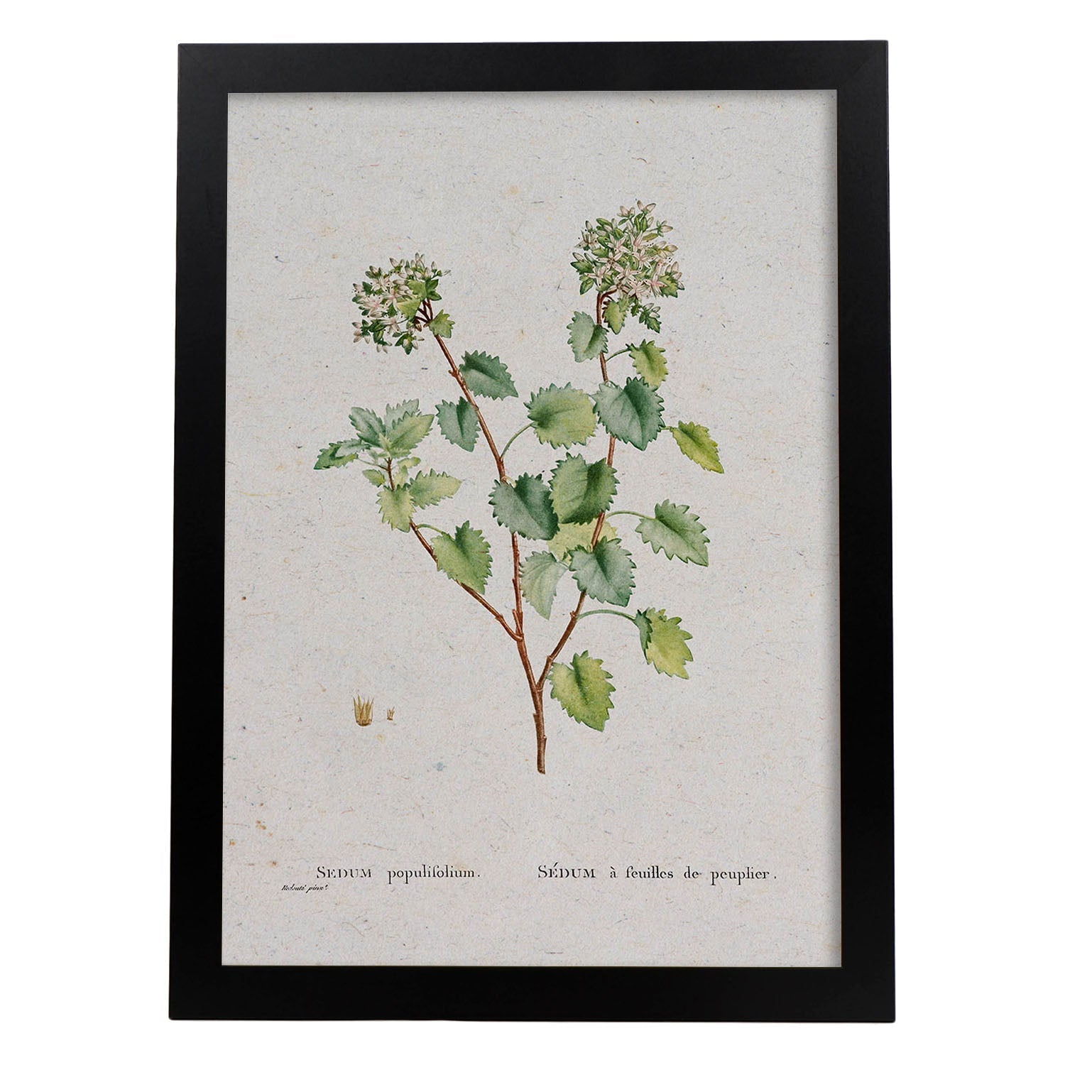 Lámina Naturaleza - 127. Pósters con ilustraciones en acuarela de Pierre-Joseph Redouté.-Artwork-Nacnic-A3-Marco Negro-Nacnic Estudio SL
