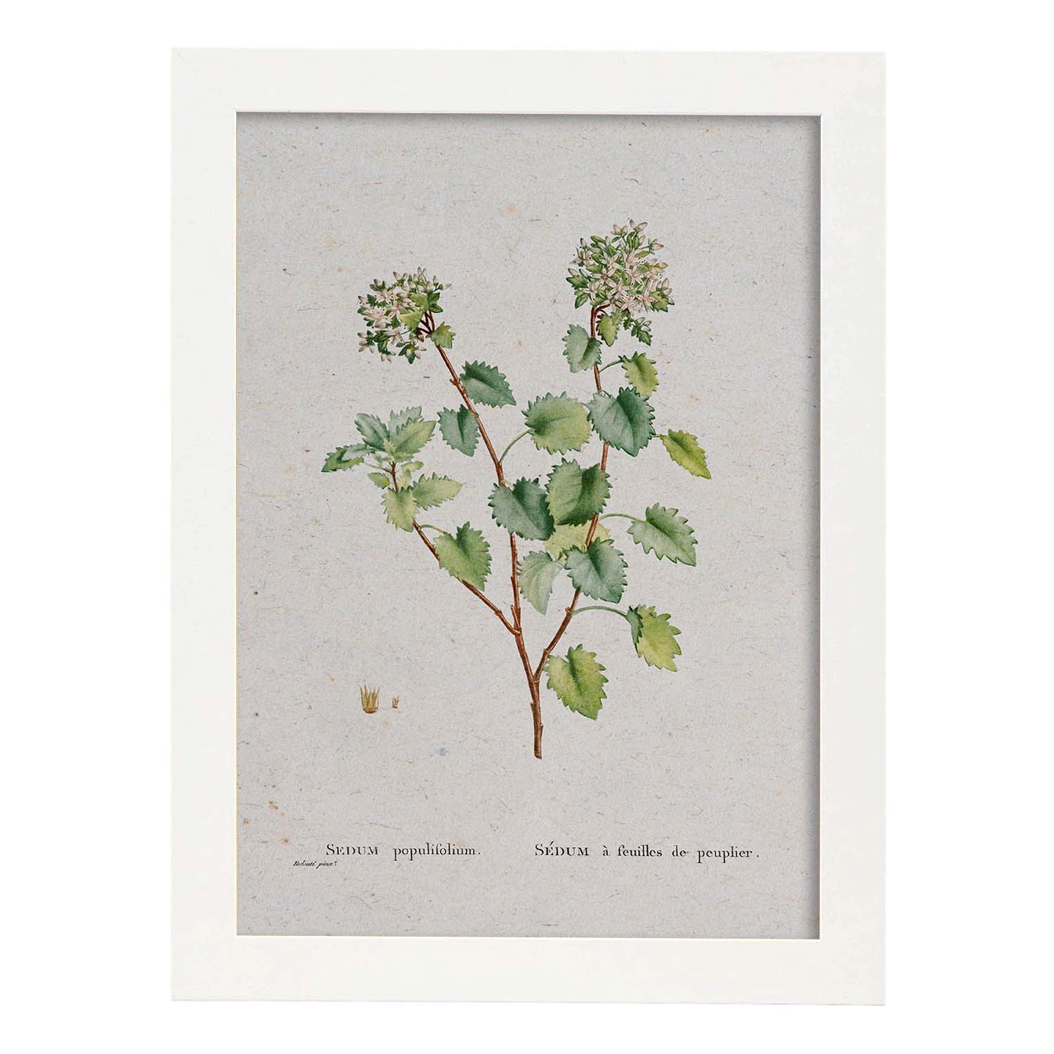 Lámina Naturaleza - 127. Pósters con ilustraciones en acuarela de Pierre-Joseph Redouté.-Artwork-Nacnic-A4-Marco Blanco-Nacnic Estudio SL
