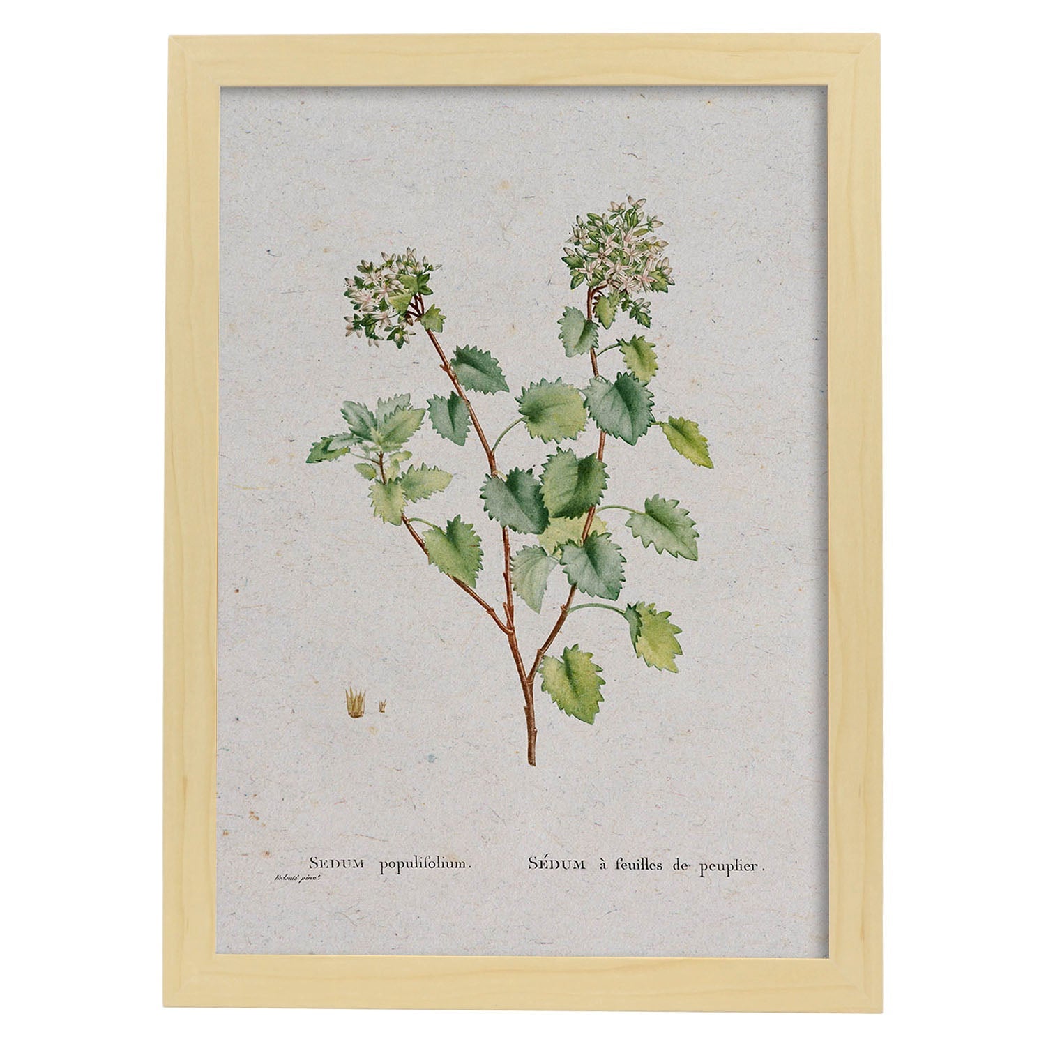 Lámina Naturaleza - 127. Pósters con ilustraciones en acuarela de Pierre-Joseph Redouté.-Artwork-Nacnic-A4-Marco Madera clara-Nacnic Estudio SL