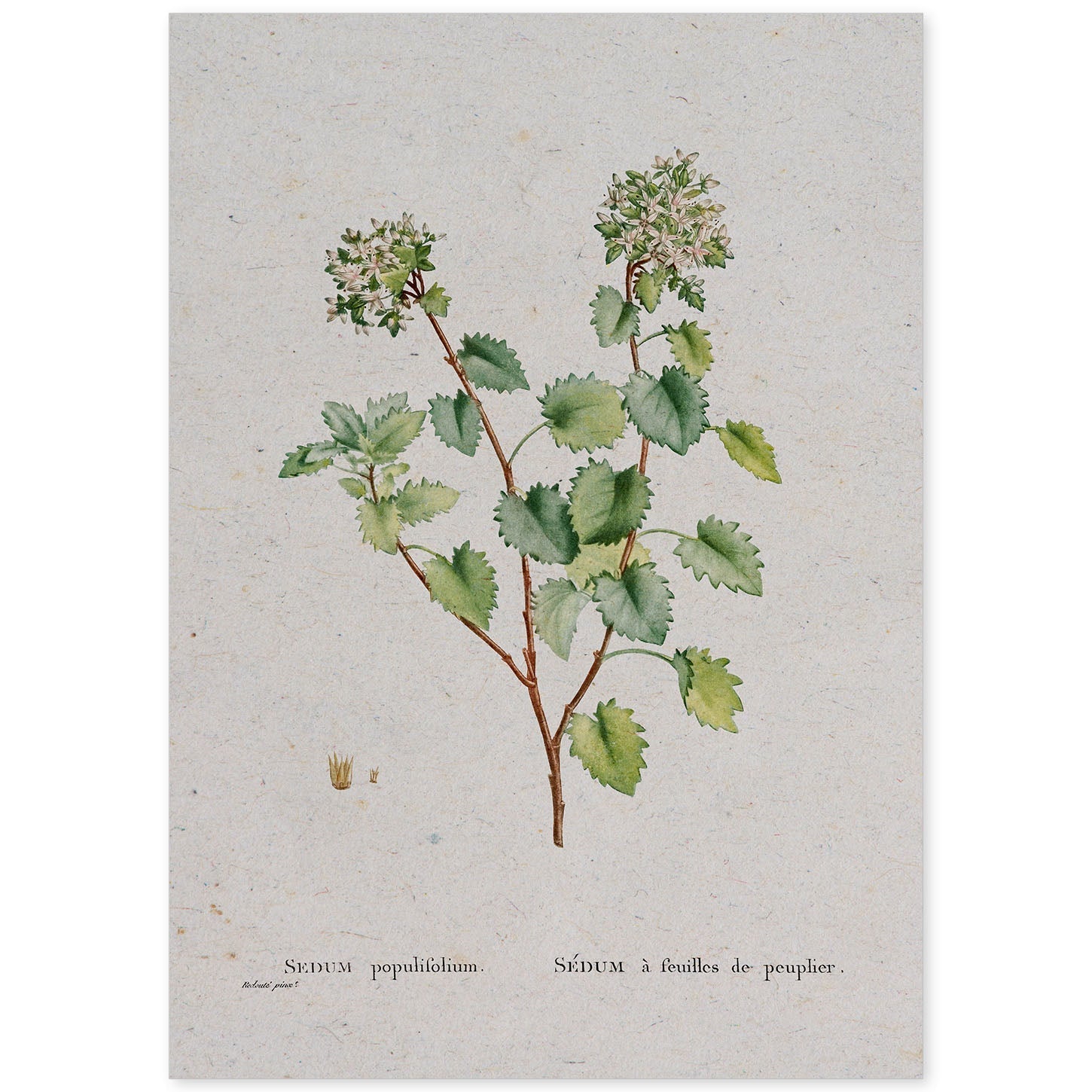 Lámina Naturaleza - 127. Pósters con ilustraciones en acuarela de Pierre-Joseph Redouté.-Artwork-Nacnic-A4-Sin marco-Nacnic Estudio SL