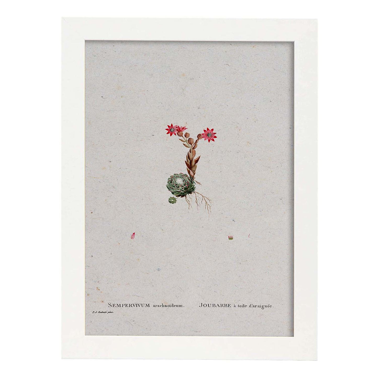 Lámina Naturaleza - 131. Pósters con ilustraciones en acuarela de Pierre-Joseph Redouté.-Artwork-Nacnic-A4-Marco Blanco-Nacnic Estudio SL