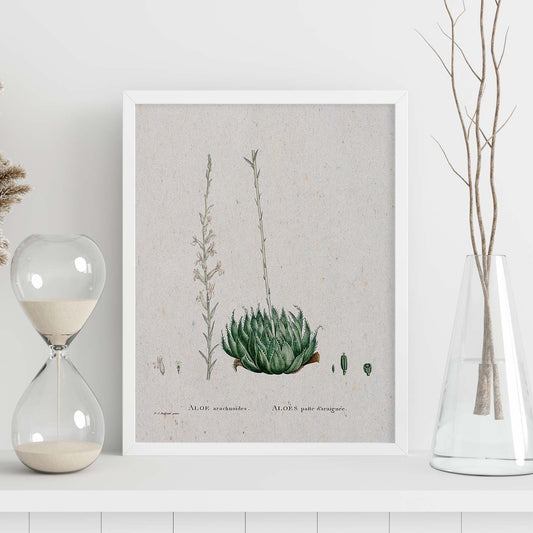 Lámina Naturaleza - 144. Pósters con ilustraciones en acuarela de Pierre-Joseph Redouté.-Artwork-Nacnic-Nacnic Estudio SL