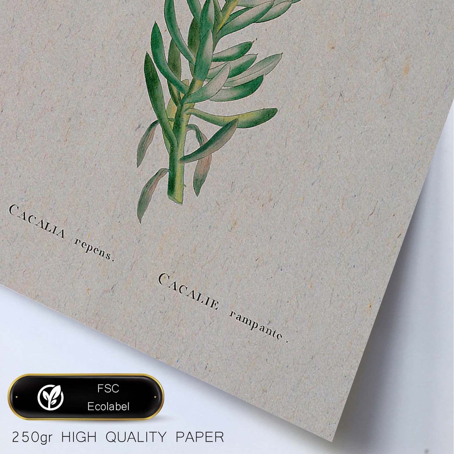 Lámina Naturaleza - 145. Pósters con ilustraciones en acuarela de Pierre-Joseph Redouté.-Artwork-Nacnic-Nacnic Estudio SL