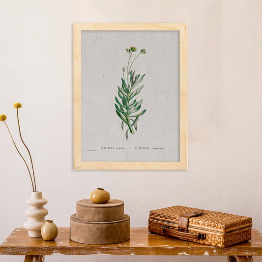 Lámina Naturaleza - 145. Pósters con ilustraciones en acuarela de Pierre-Joseph Redouté.-Artwork-Nacnic-Nacnic Estudio SL