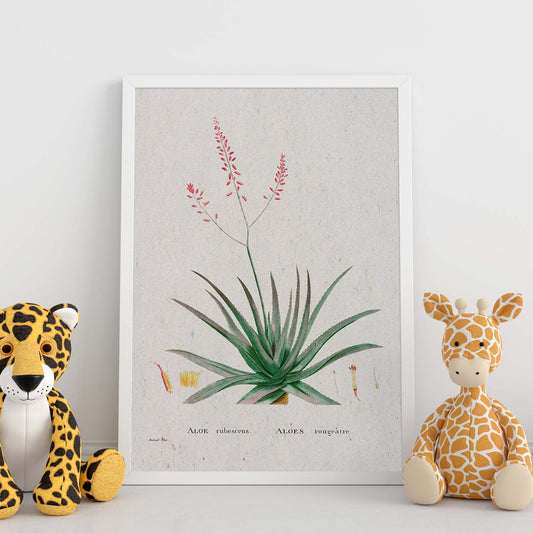 Lámina Naturaleza - 148. Pósters con ilustraciones en acuarela de Pierre-Joseph Redouté.-Artwork-Nacnic-Nacnic Estudio SL