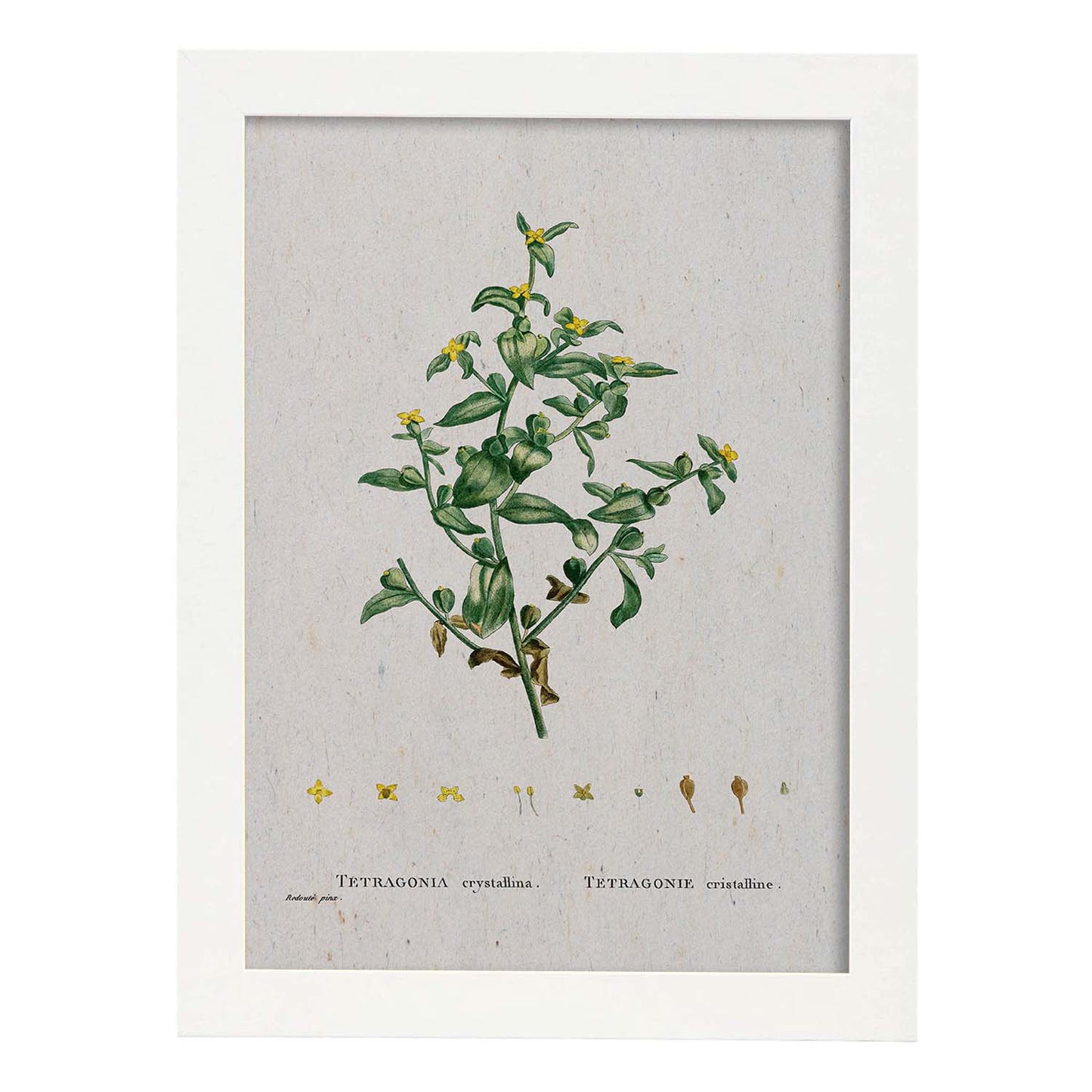 Lámina Naturaleza - 150. Pósters con ilustraciones en acuarela de Pierre-Joseph Redouté.-Artwork-Nacnic-A3-Marco Blanco-Nacnic Estudio SL