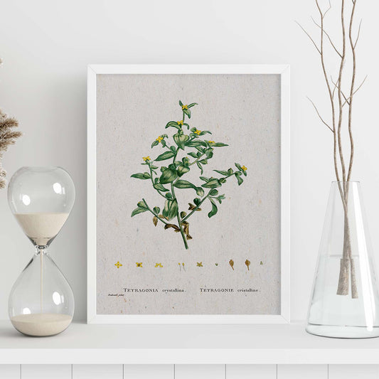 Lámina Naturaleza - 150. Pósters con ilustraciones en acuarela de Pierre-Joseph Redouté.-Artwork-Nacnic-Nacnic Estudio SL