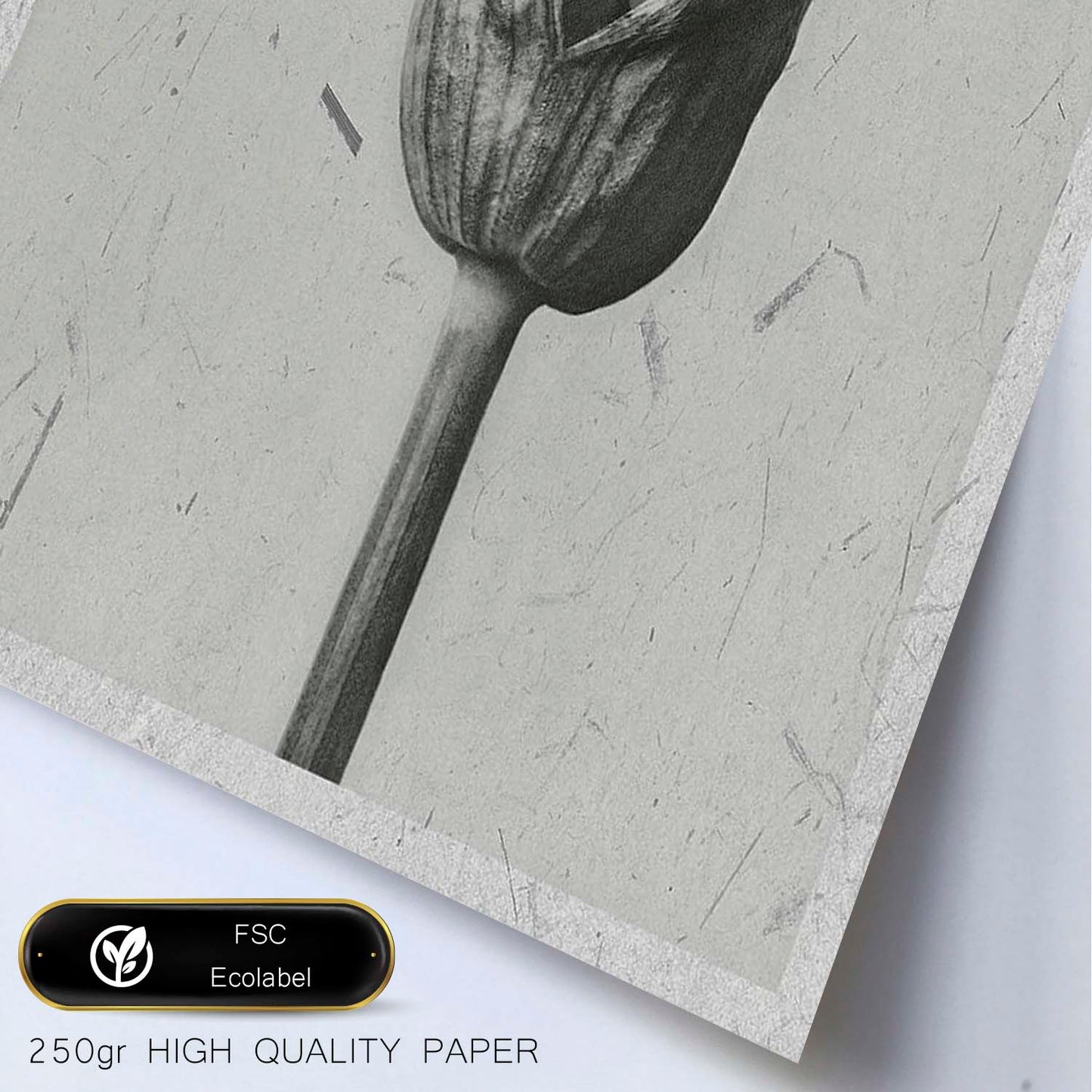 Lámina Planta blanco y negro 01. Pósters con ilustraciones de flores y plantas en tonos grises.-Artwork-Nacnic-Nacnic Estudio SL