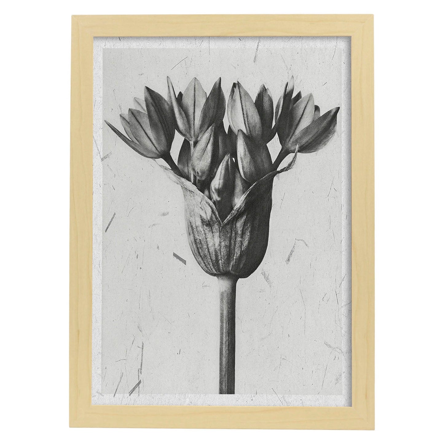 Lámina Planta blanco y negro 01. Pósters con ilustraciones de flores y plantas en tonos grises.-Artwork-Nacnic-A3-Marco Madera clara-Nacnic Estudio SL