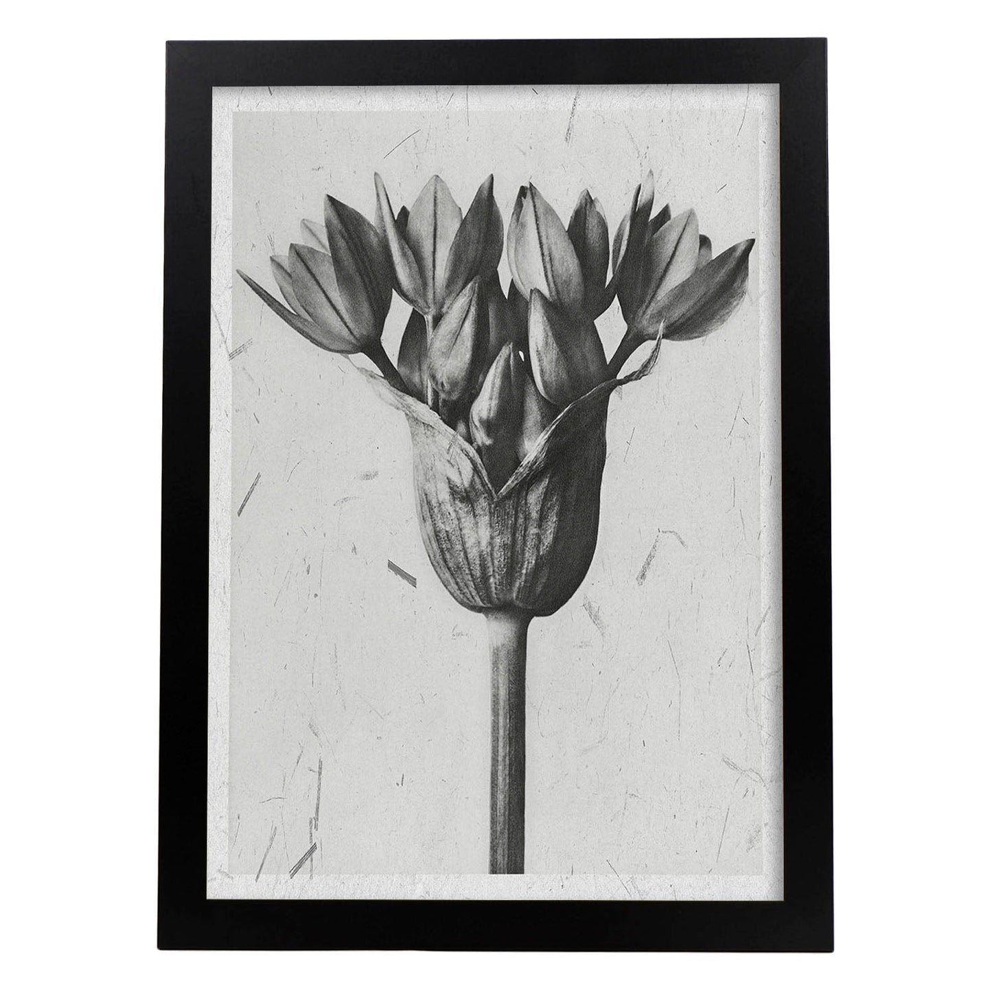 Lámina Planta blanco y negro 01. Pósters con ilustraciones de flores y plantas en tonos grises.-Artwork-Nacnic-A4-Marco Negro-Nacnic Estudio SL
