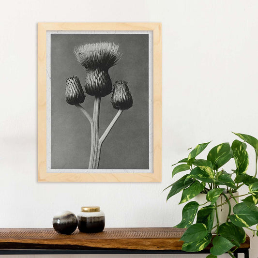 Lámina Planta blanco y negro 02. Pósters con ilustraciones de flores y plantas en tonos grises.-Artwork-Nacnic-Nacnic Estudio SL