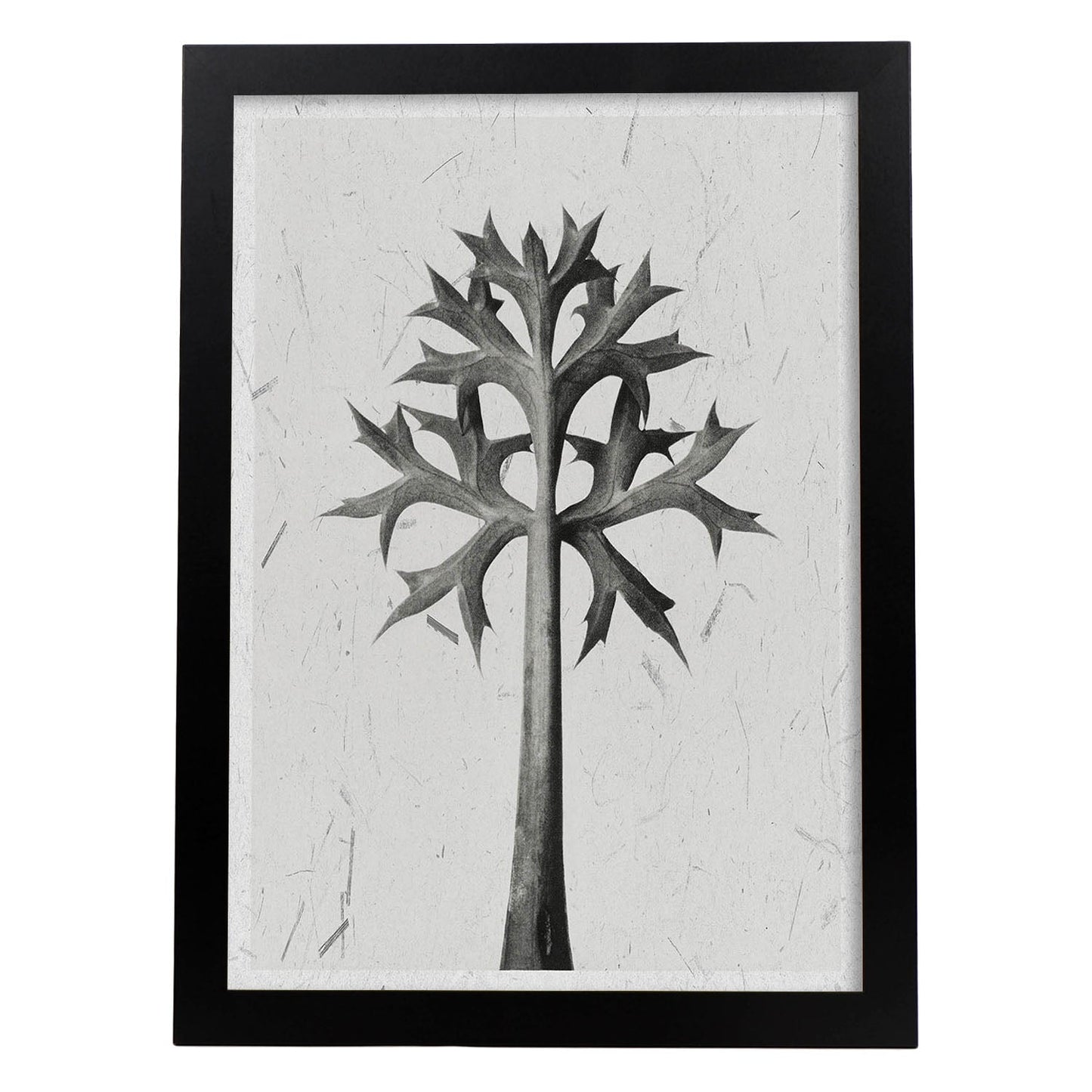 Lámina Planta blanco y negro 03. Pósters con ilustraciones de flores y plantas en tonos grises.-Artwork-Nacnic-A3-Marco Negro-Nacnic Estudio SL