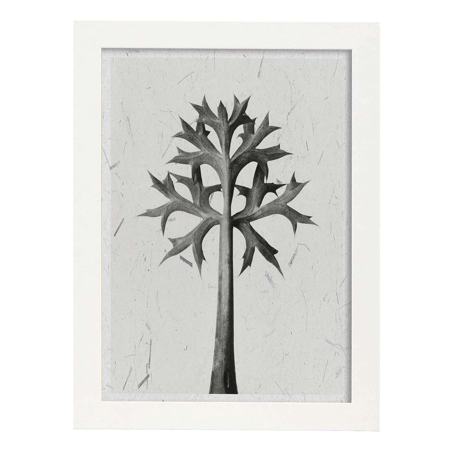 Lámina Planta blanco y negro 03. Pósters con ilustraciones de flores y plantas en tonos grises.-Artwork-Nacnic-A4-Marco Blanco-Nacnic Estudio SL