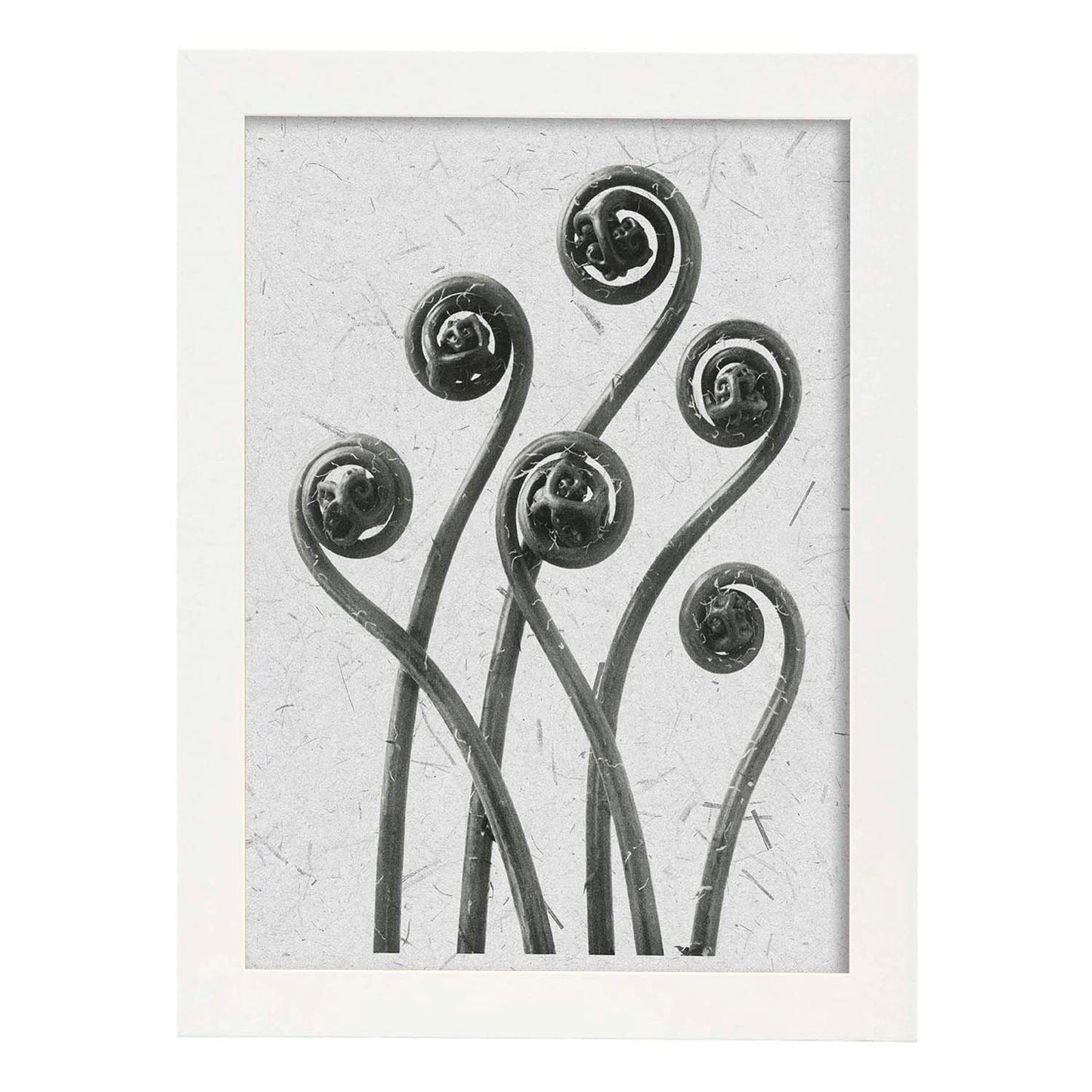 Lámina Planta blanco y negro 04. Pósters con ilustraciones de flores y plantas en tonos grises.-Artwork-Nacnic-A3-Marco Blanco-Nacnic Estudio SL