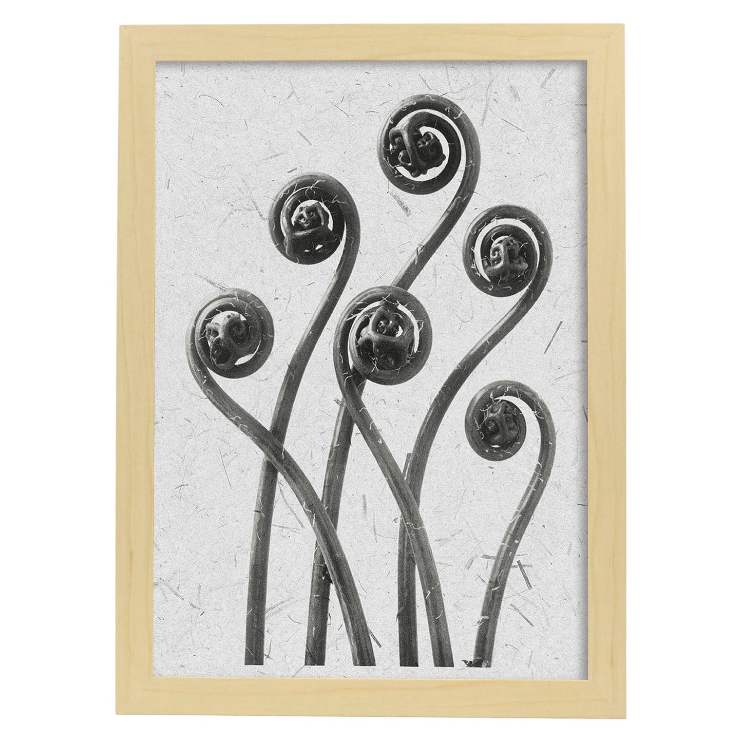 Lámina Planta blanco y negro 04. Pósters con ilustraciones de flores y plantas en tonos grises.-Artwork-Nacnic-A4-Marco Madera clara-Nacnic Estudio SL
