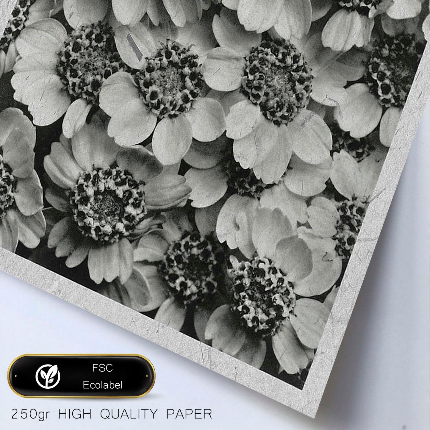 Lámina Planta blanco y negro 07. Pósters con ilustraciones de flores y plantas en tonos grises.-Artwork-Nacnic-Nacnic Estudio SL