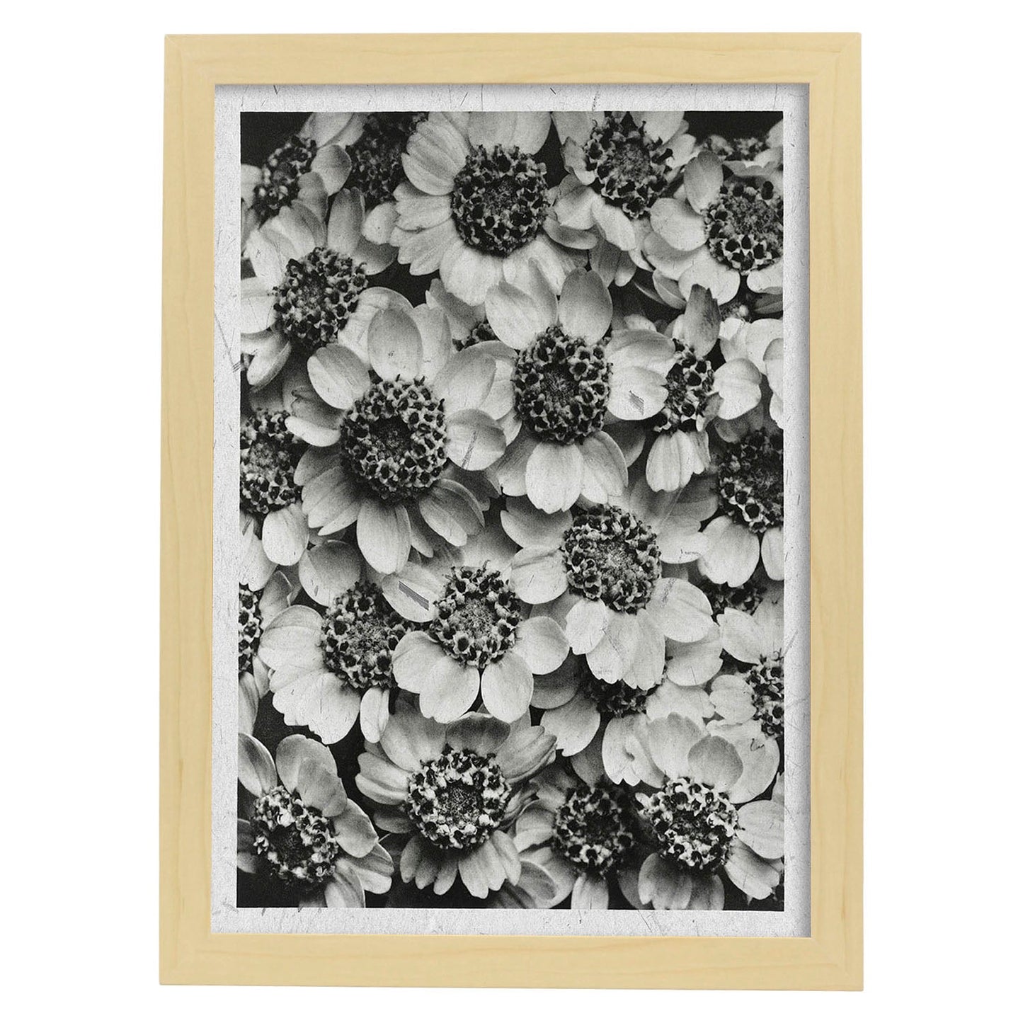 Lámina Planta blanco y negro 07. Pósters con ilustraciones de flores y plantas en tonos grises.-Artwork-Nacnic-A3-Marco Madera clara-Nacnic Estudio SL