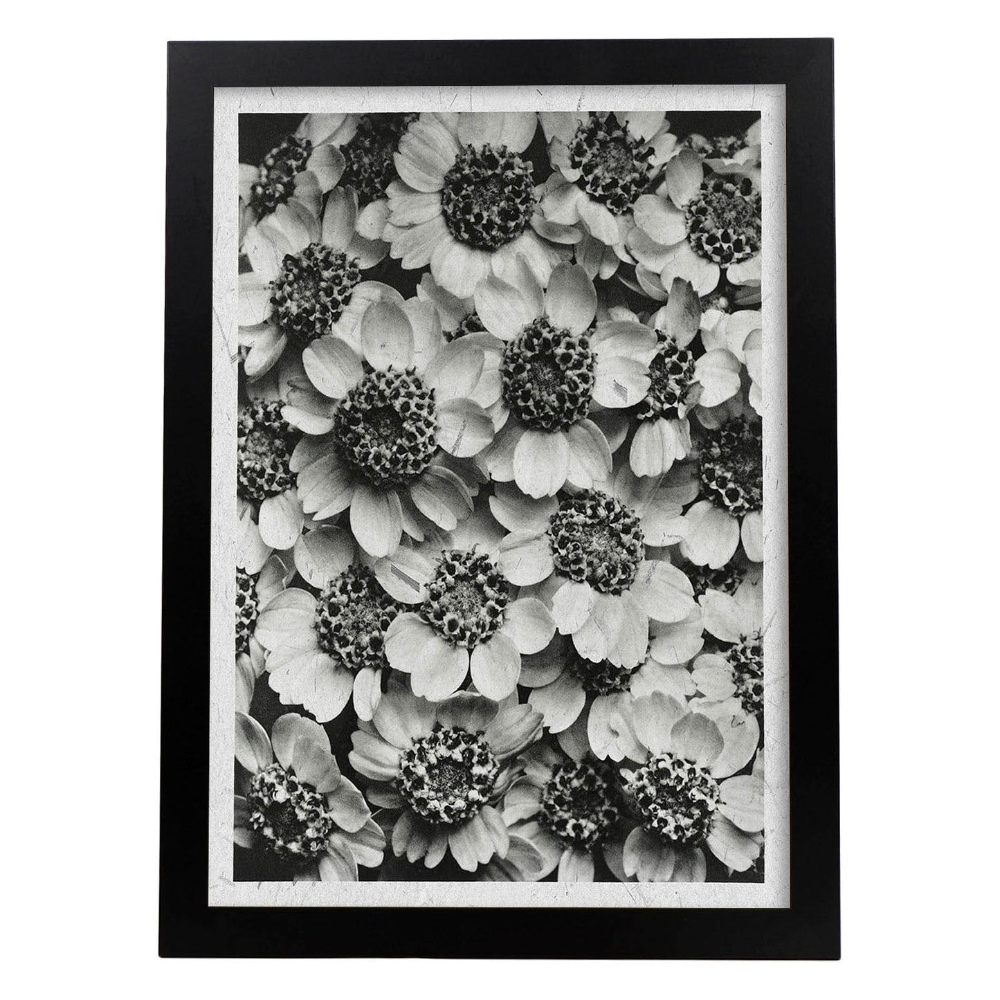 Lámina Planta blanco y negro 07. Pósters con ilustraciones de flores y plantas en tonos grises.-Artwork-Nacnic-A4-Marco Negro-Nacnic Estudio SL