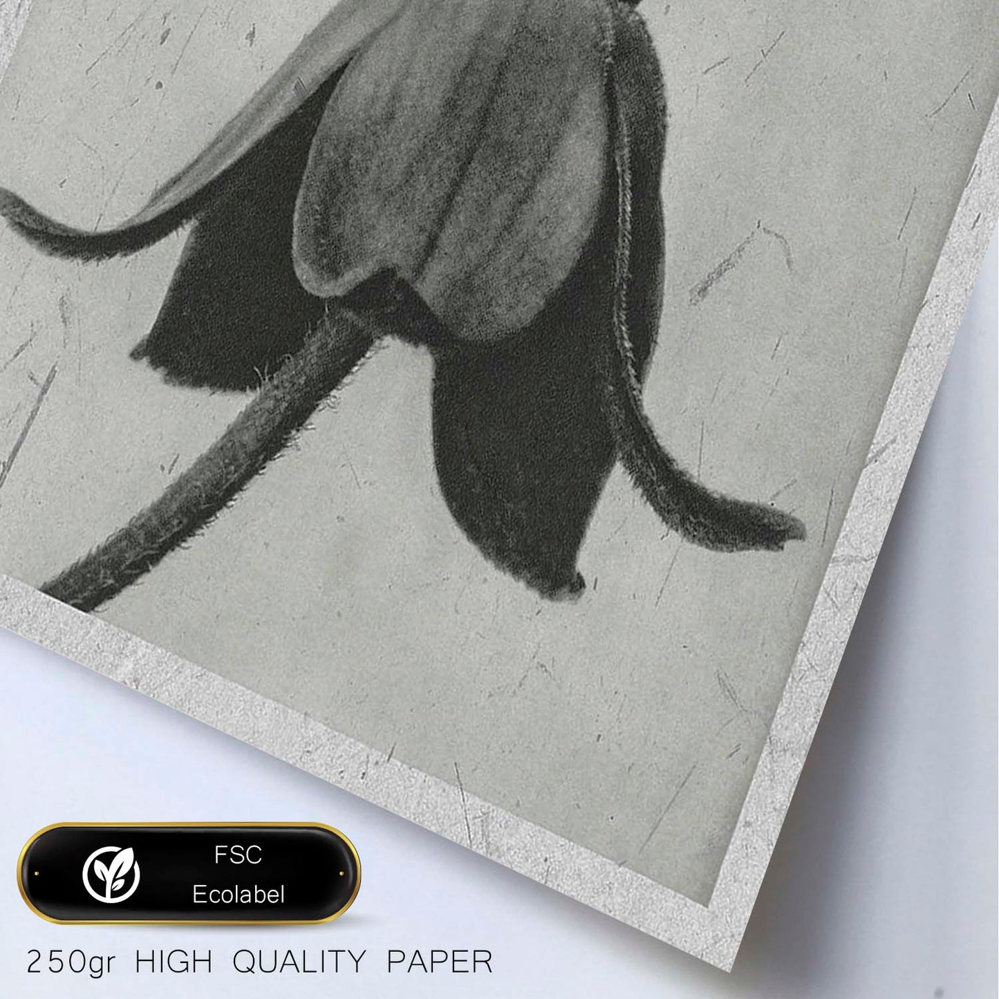 Lámina Planta blanco y negro 08. Pósters con ilustraciones de flores y plantas en tonos grises.-Artwork-Nacnic-Nacnic Estudio SL