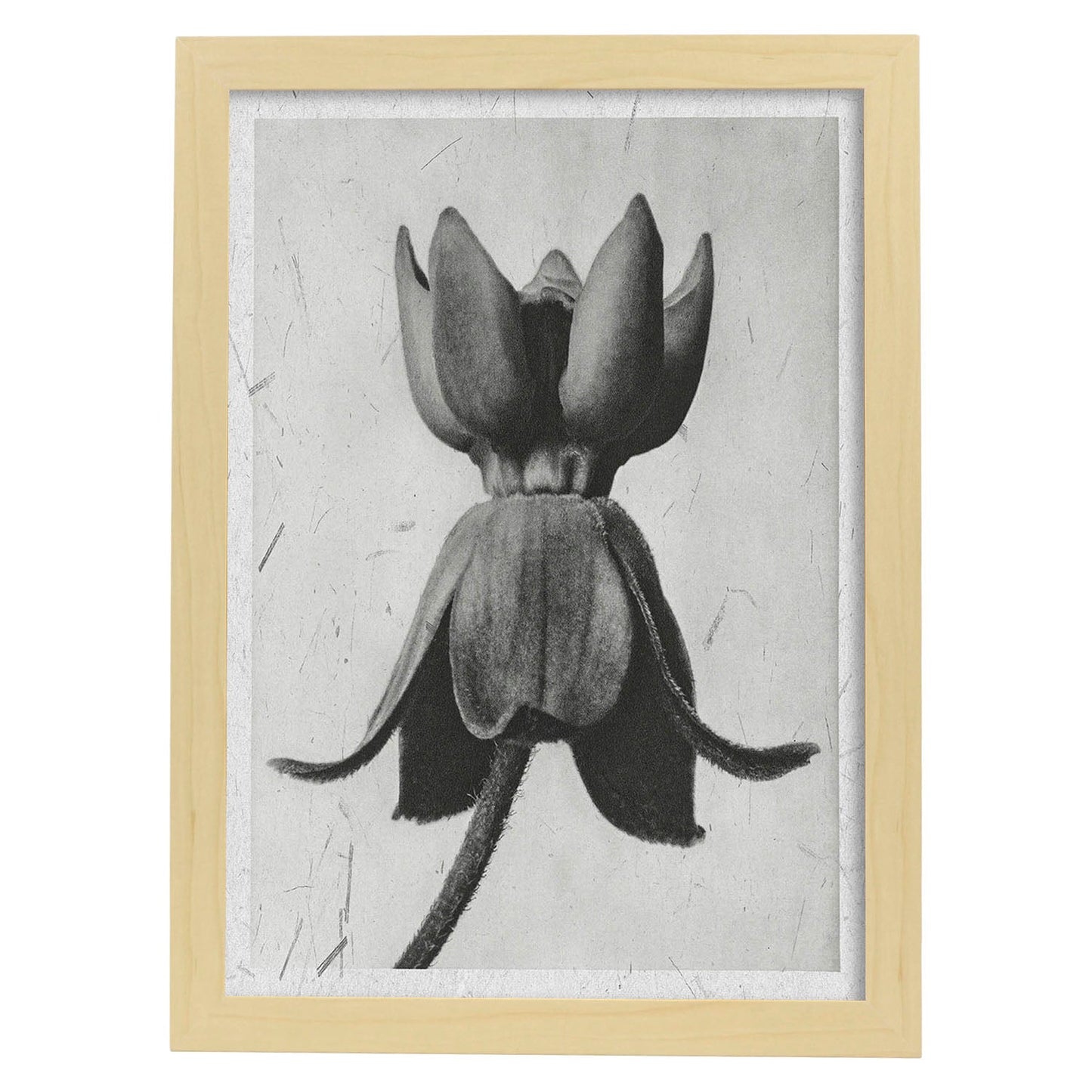 Lámina Planta blanco y negro 08. Pósters con ilustraciones de flores y plantas en tonos grises.-Artwork-Nacnic-A4-Marco Madera clara-Nacnic Estudio SL