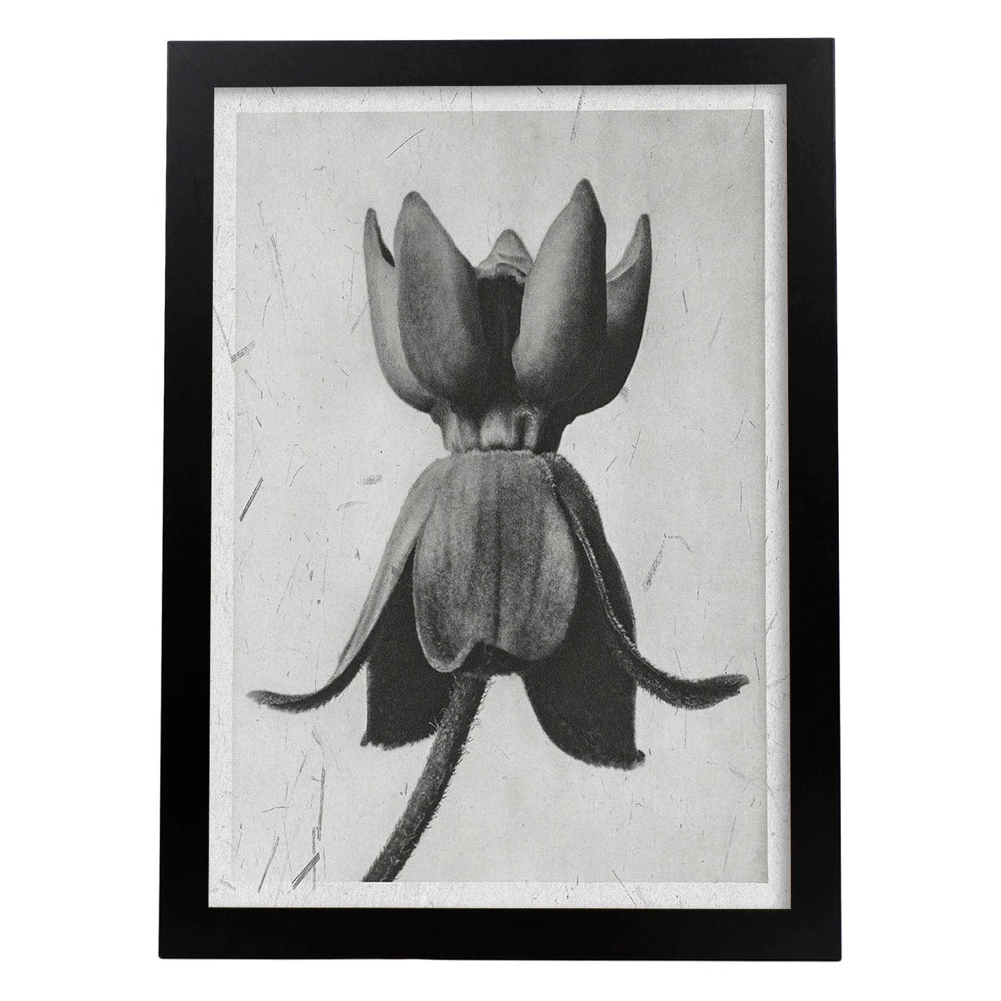 Lámina Planta blanco y negro 08. Pósters con ilustraciones de flores y plantas en tonos grises.-Artwork-Nacnic-A4-Marco Negro-Nacnic Estudio SL