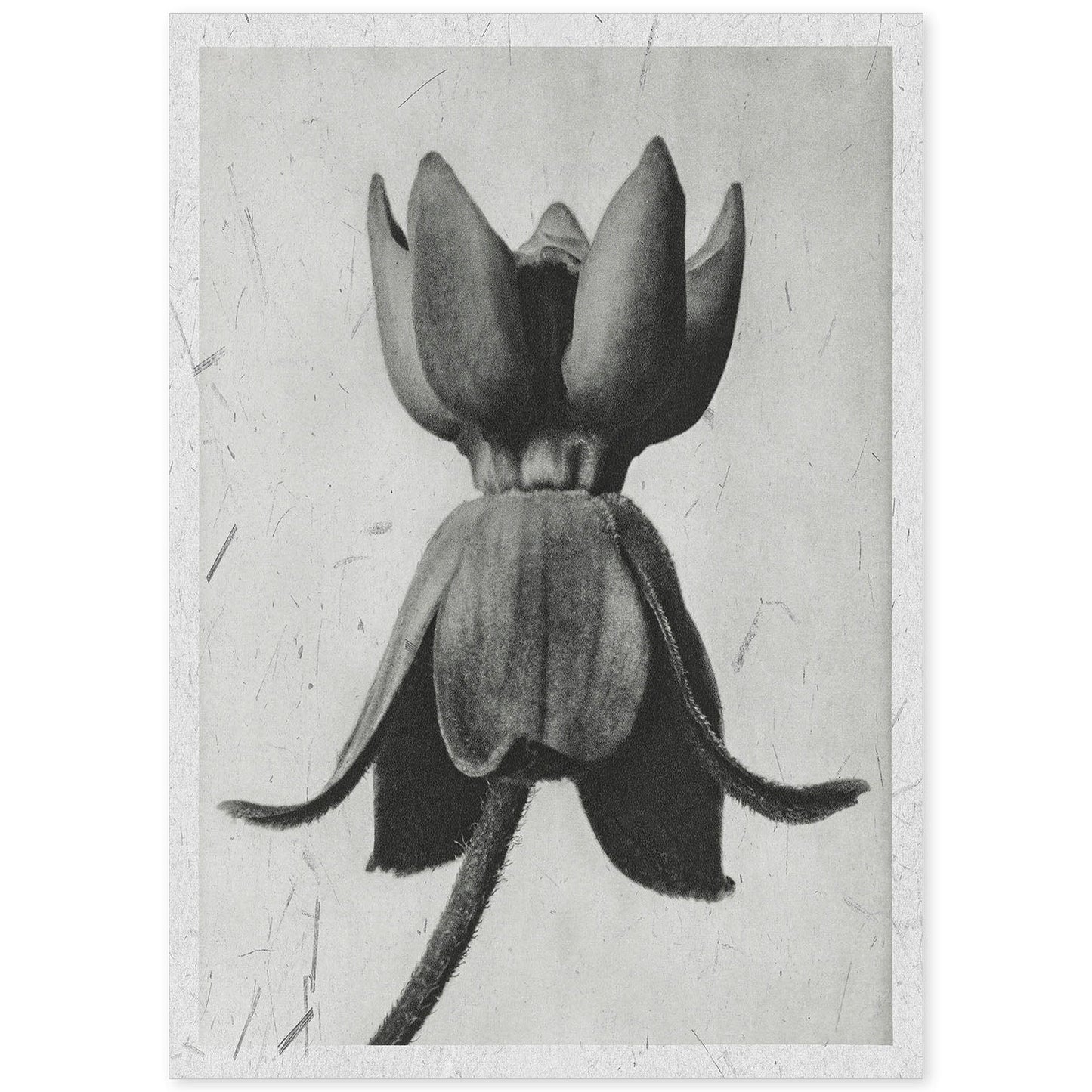 Lámina Planta blanco y negro 08. Pósters con ilustraciones de flores y plantas en tonos grises.-Artwork-Nacnic-A4-Sin marco-Nacnic Estudio SL