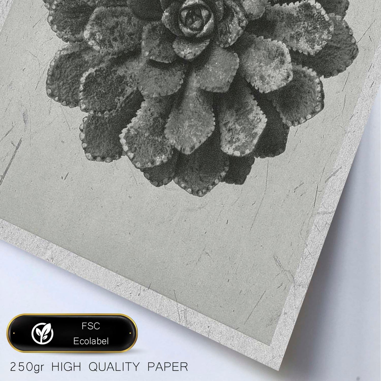 Lámina Planta blanco y negro 09. Pósters con ilustraciones de flores y plantas en tonos grises.-Artwork-Nacnic-Nacnic Estudio SL