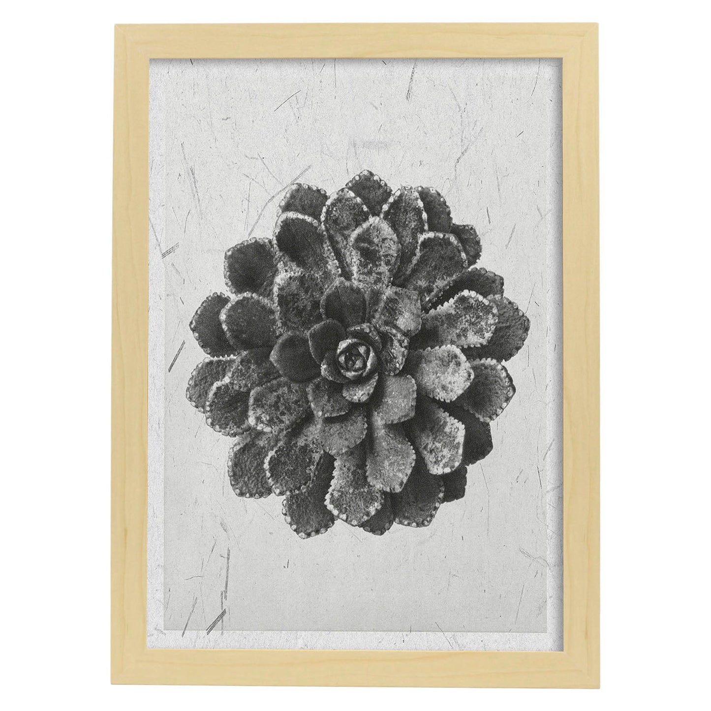 Lámina Planta blanco y negro 09. Pósters con ilustraciones de flores y plantas en tonos grises.-Artwork-Nacnic-A3-Marco Madera clara-Nacnic Estudio SL