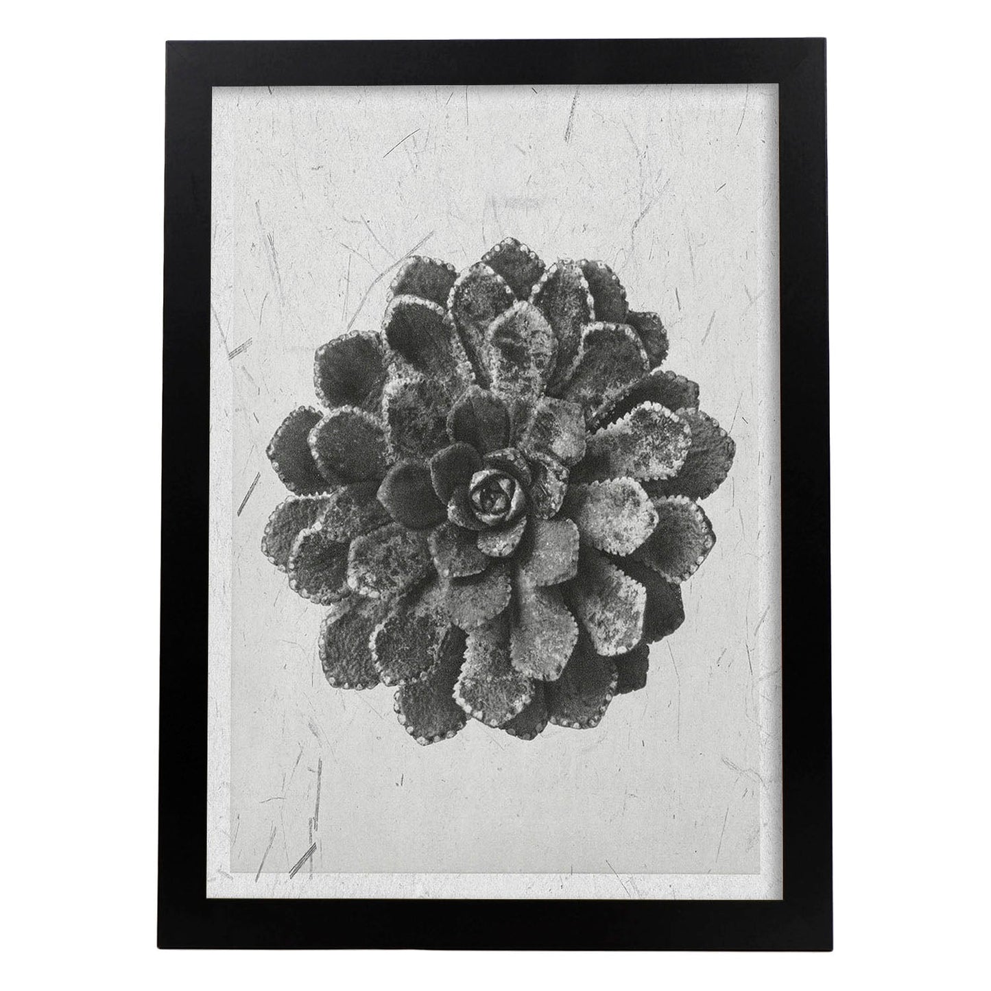 Lámina Planta blanco y negro 09. Pósters con ilustraciones de flores y plantas en tonos grises.-Artwork-Nacnic-A3-Marco Negro-Nacnic Estudio SL