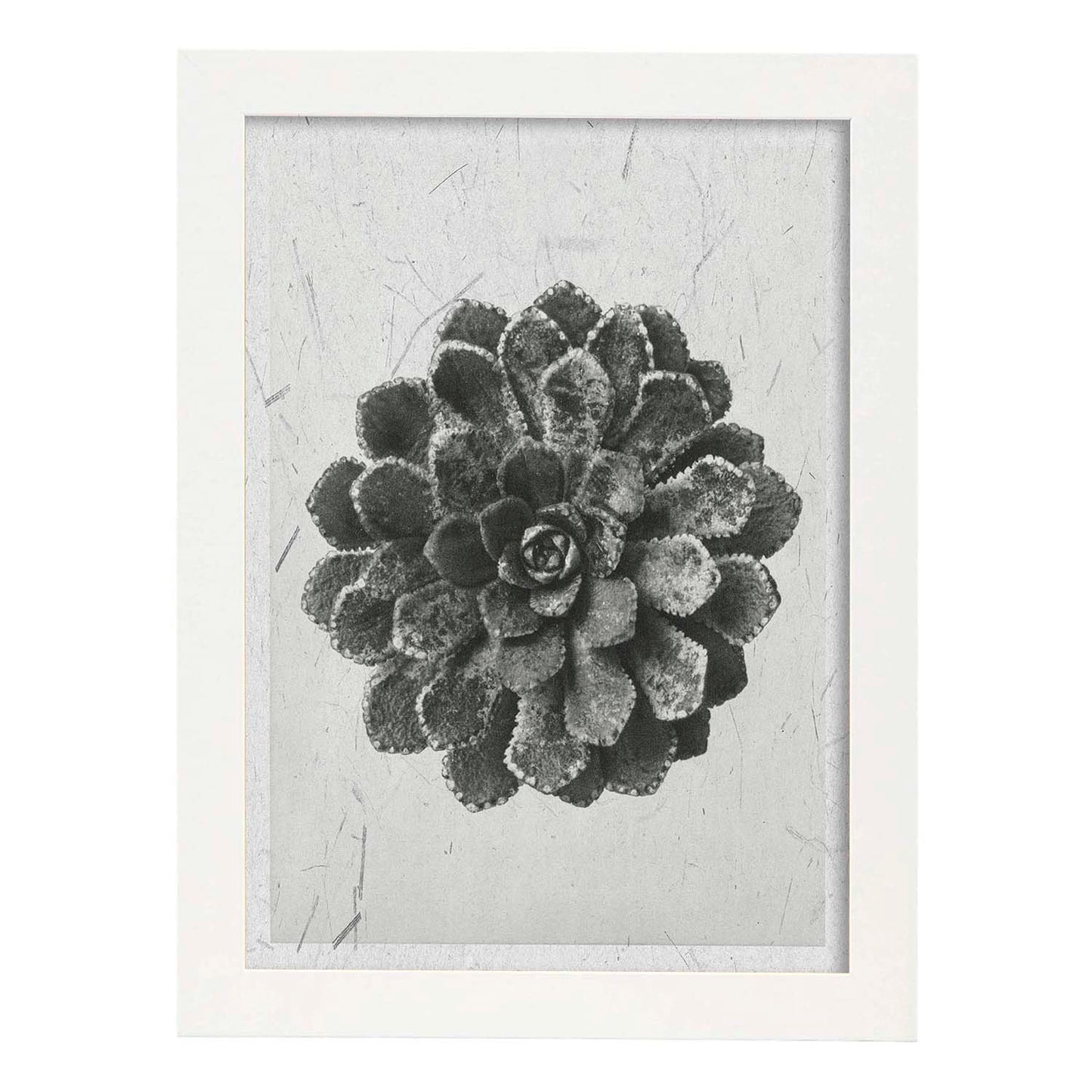 Lámina Planta blanco y negro 09. Pósters con ilustraciones de flores y plantas en tonos grises.-Artwork-Nacnic-A4-Marco Blanco-Nacnic Estudio SL