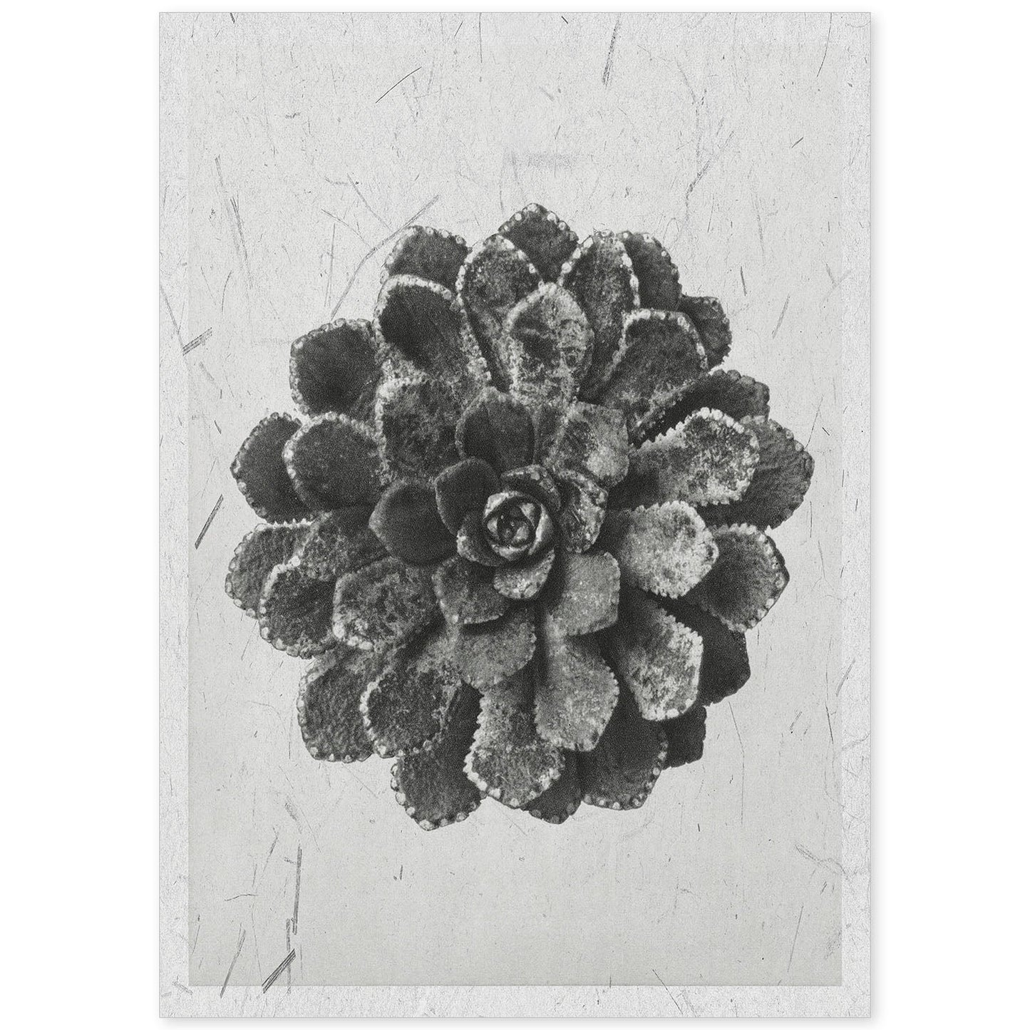 Lámina Planta blanco y negro 09. Pósters con ilustraciones de flores y plantas en tonos grises.-Artwork-Nacnic-A4-Sin marco-Nacnic Estudio SL
