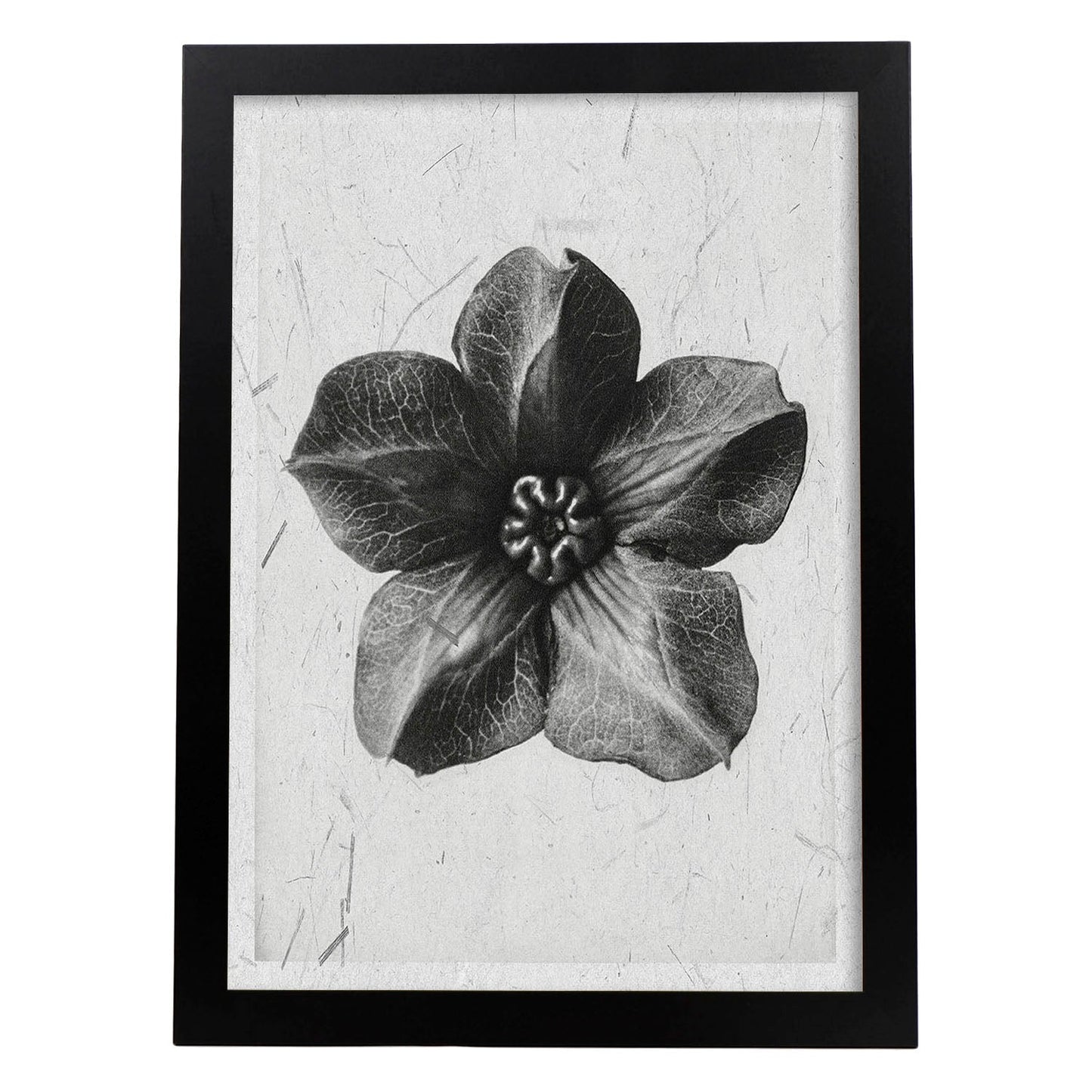 Lámina Planta blanco y negro 10. Pósters con ilustraciones de flores y plantas en tonos grises.-Artwork-Nacnic-A3-Marco Negro-Nacnic Estudio SL