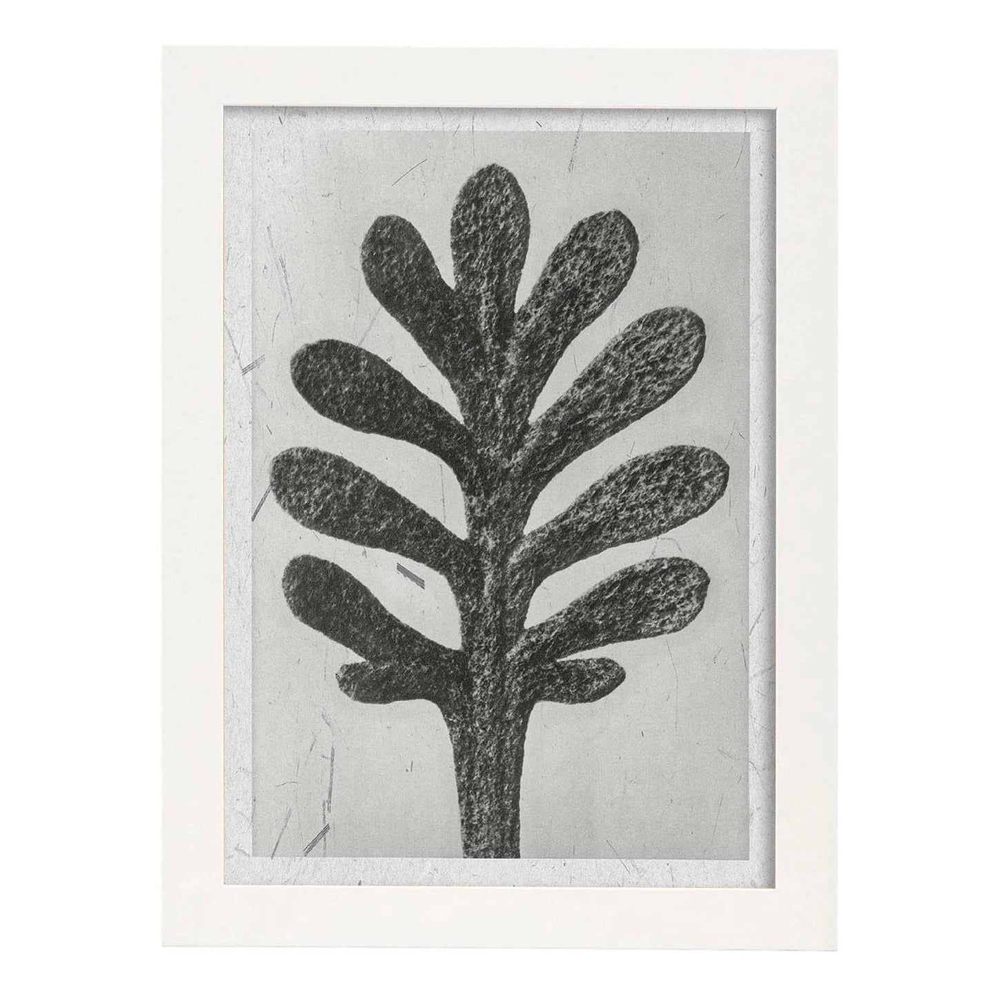 Lámina Planta blanco y negro 11. Pósters con ilustraciones de flores y plantas en tonos grises.-Artwork-Nacnic-A4-Marco Blanco-Nacnic Estudio SL