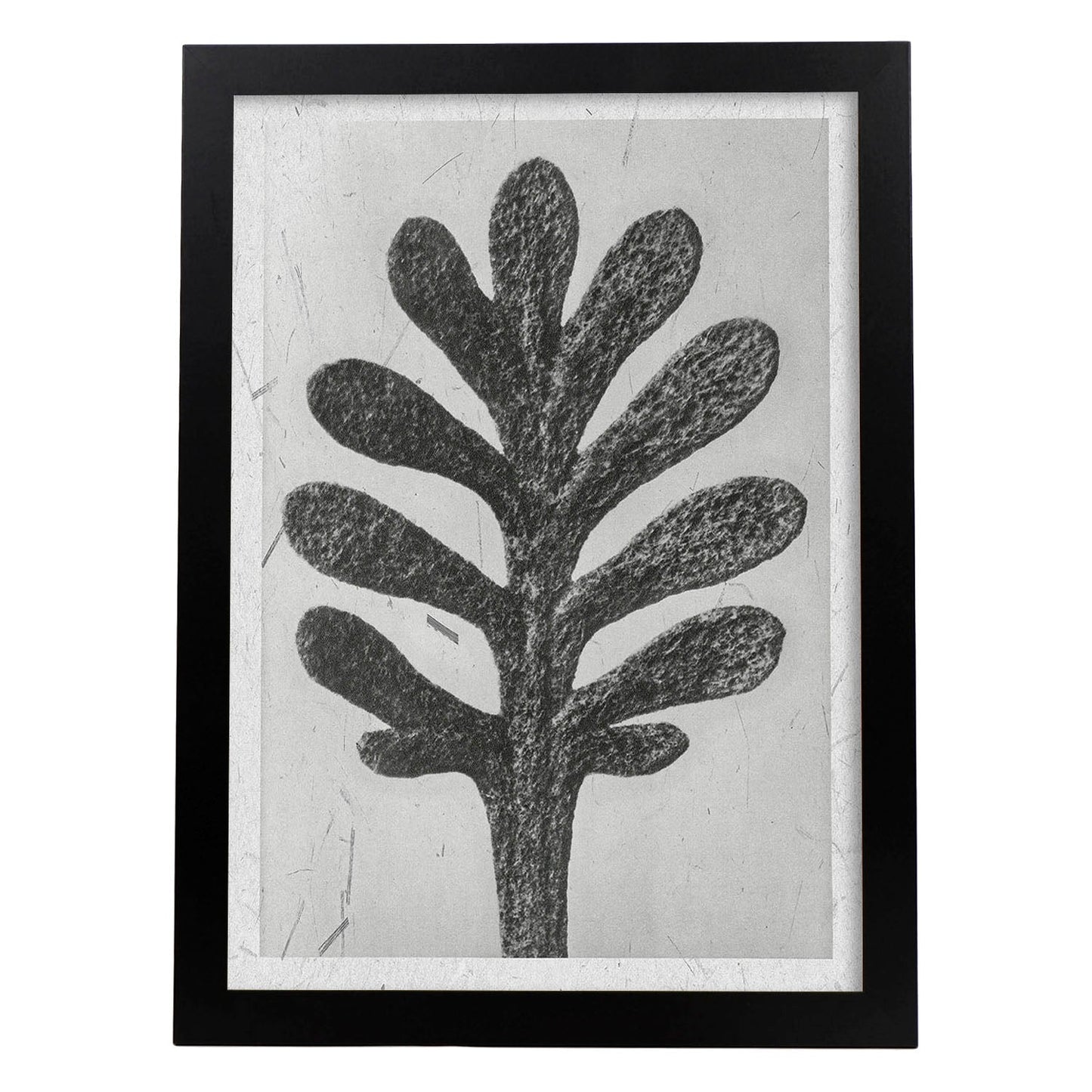 Lámina Planta blanco y negro 11. Pósters con ilustraciones de flores y plantas en tonos grises.-Artwork-Nacnic-A4-Marco Negro-Nacnic Estudio SL